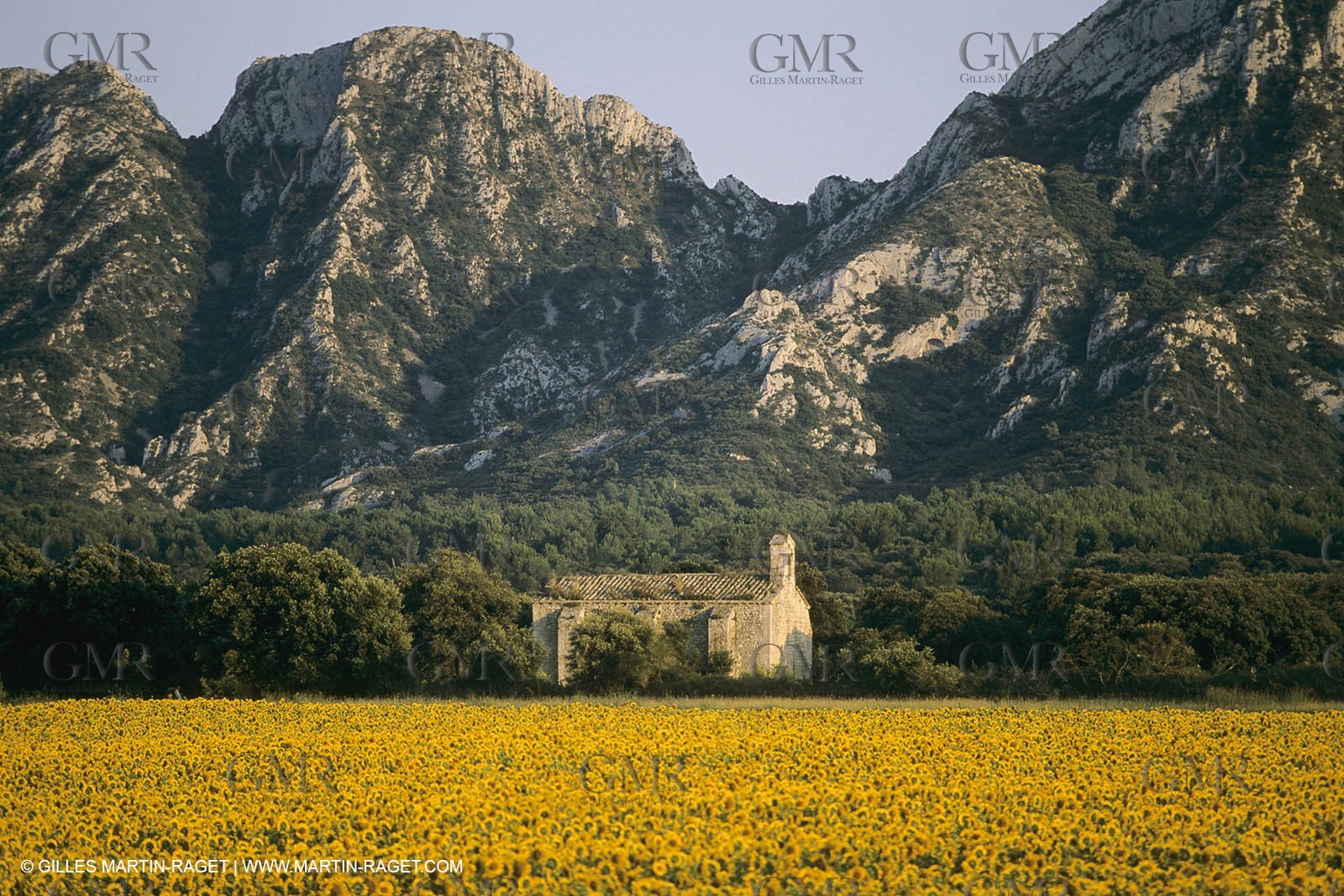 France, Provence, Champs de tournesols