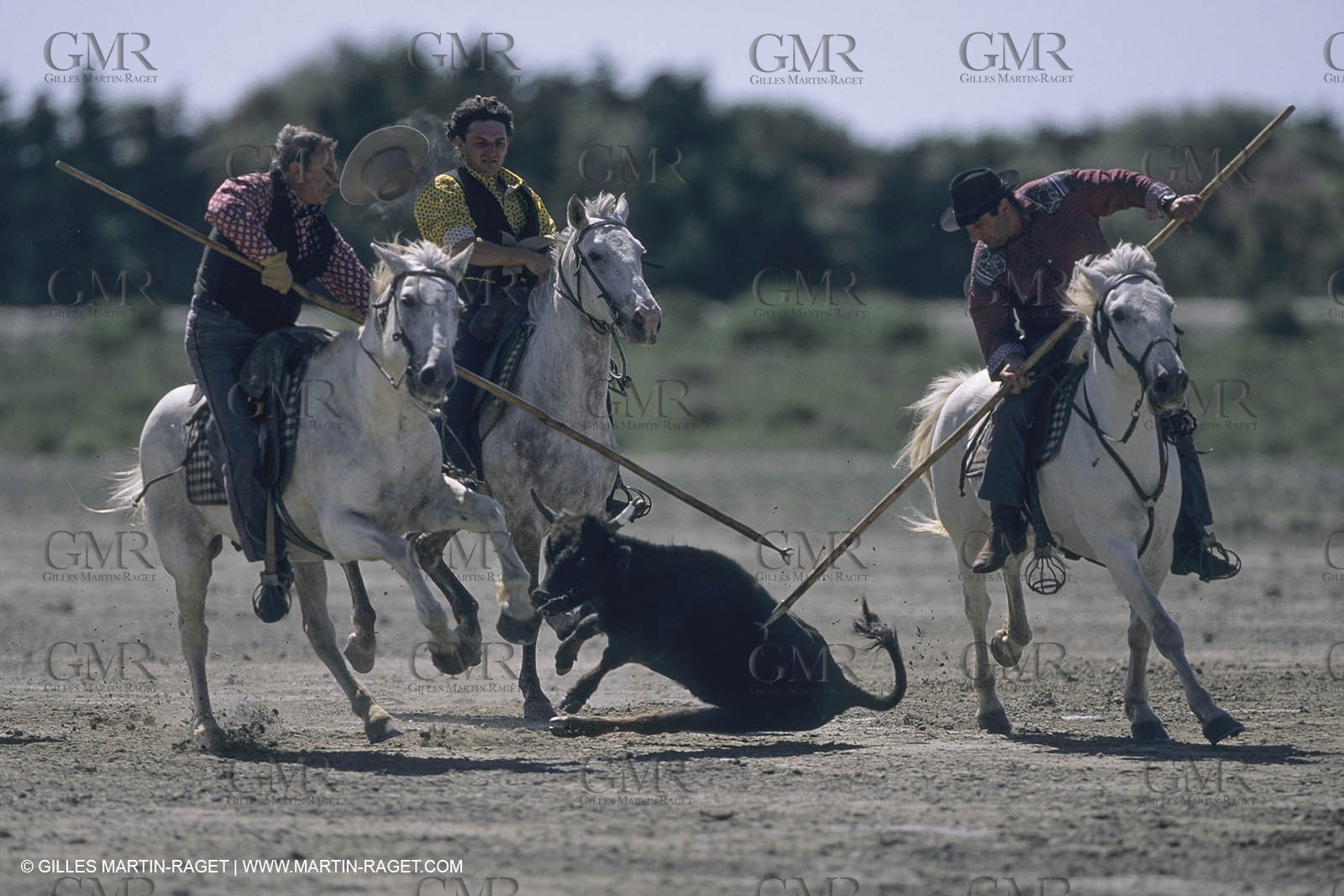 France, Provence, Camargue, Gardians de Camargue, métier, fêtes, élevage, tri