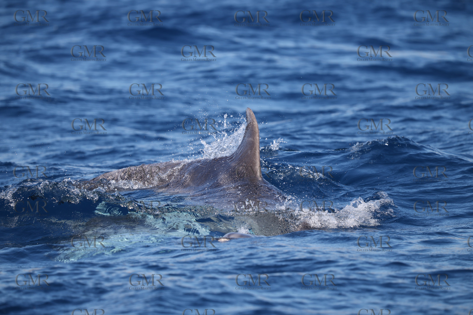 GMR_JurisCup25_3451.jpg