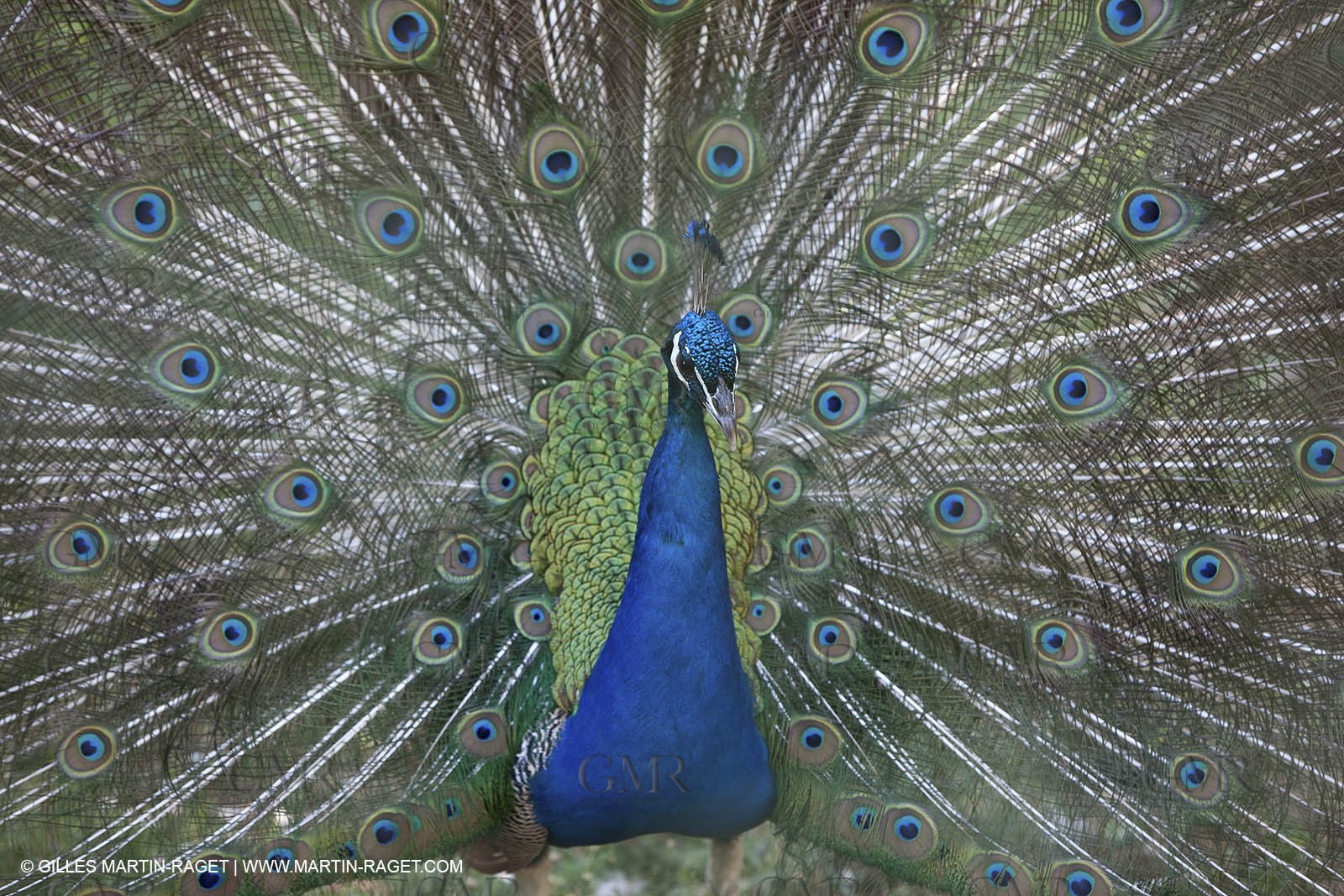 28 07 2009 - Sanary sur mer (FRA,83) - Zoo - Exotic garden