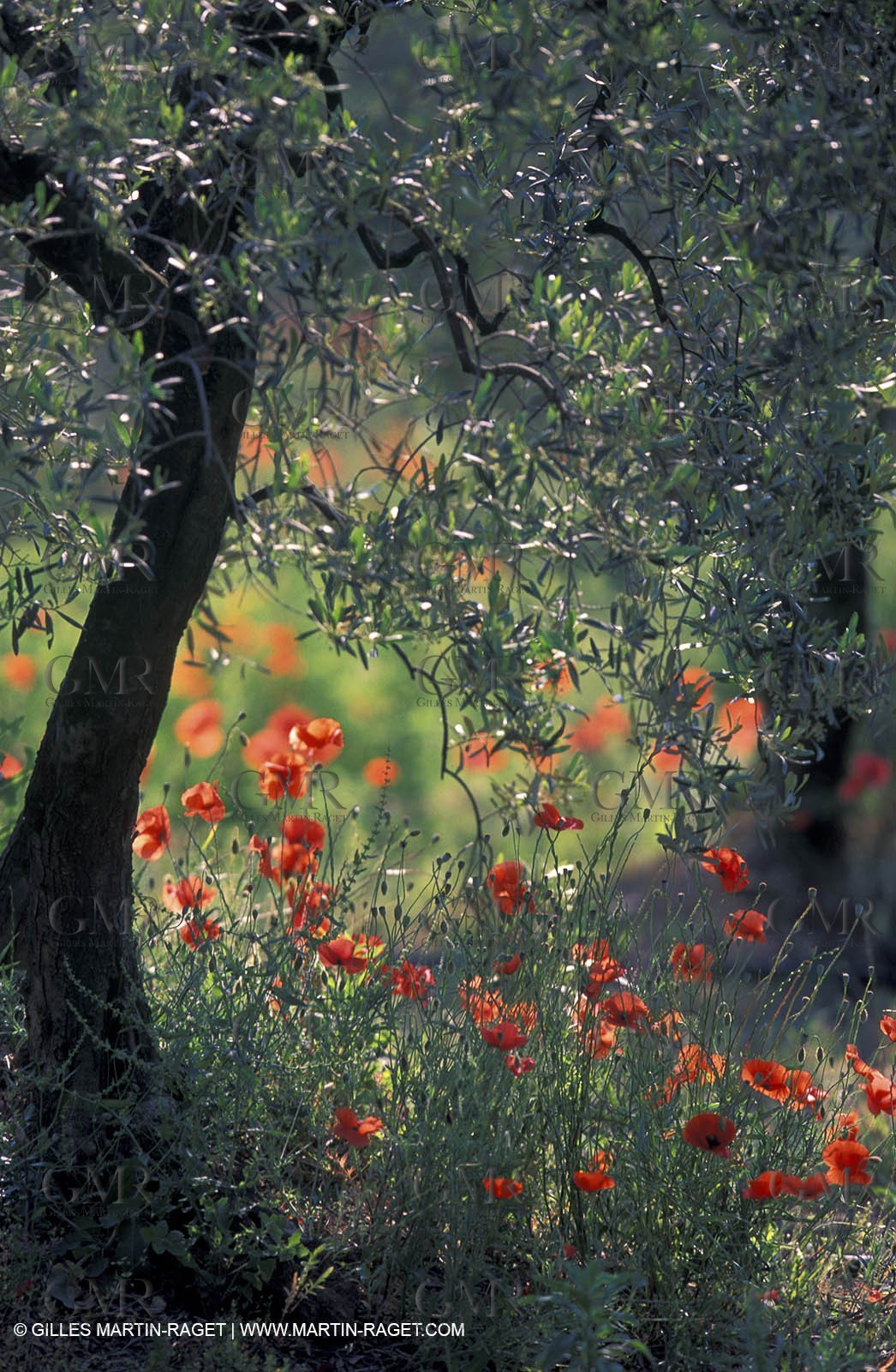 Poppies - Poppies field and Olive Tree