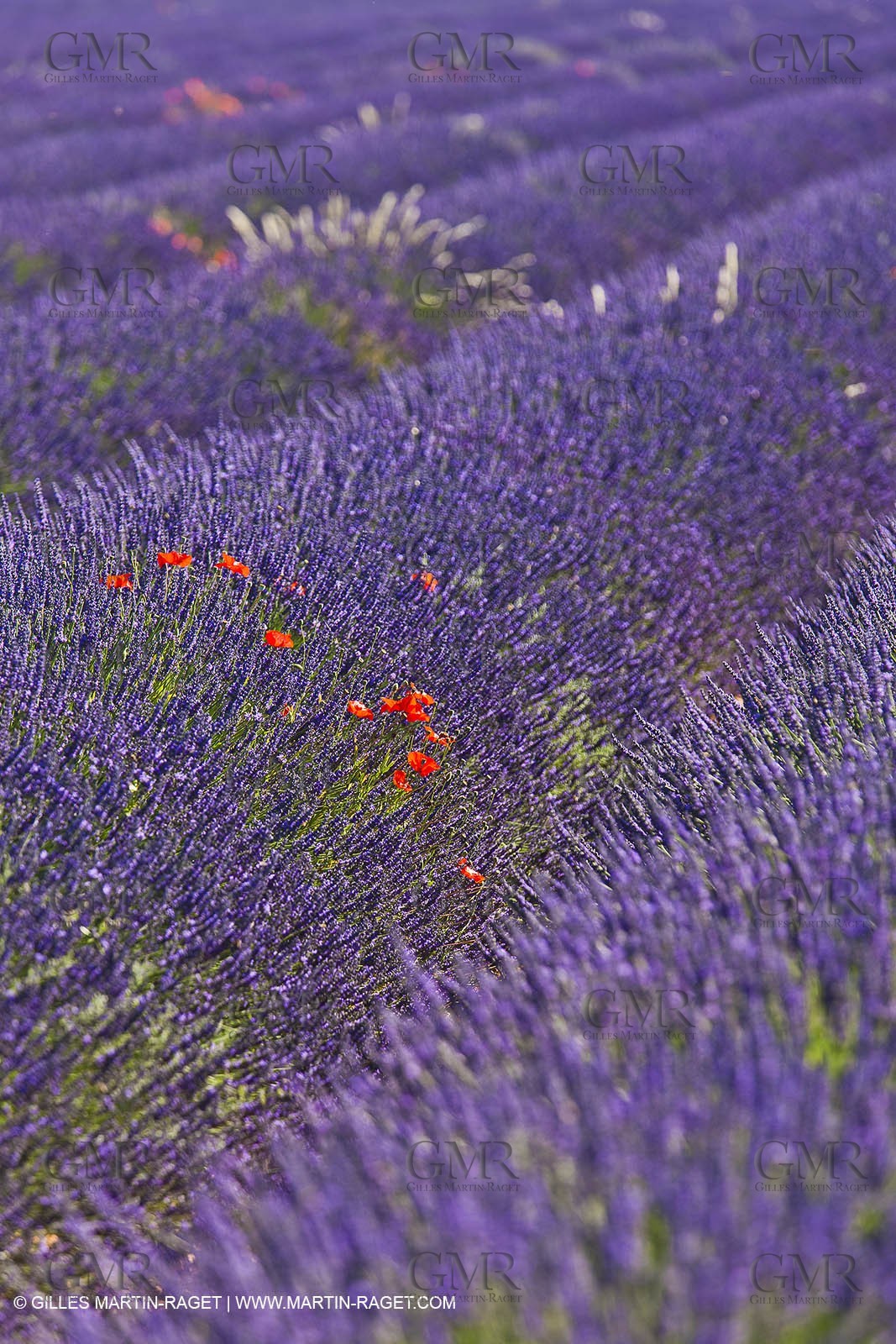 27 06 2011 - Valensole (FRA, 04) - Lavander fields