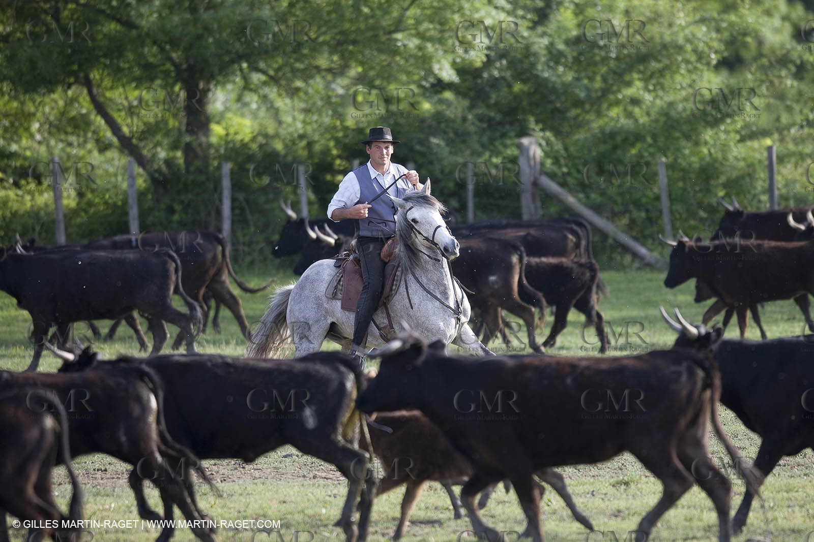 07 05 2008 - Le Cailar (FRA,30) - Stock work at Mas du Pont de Laute domain