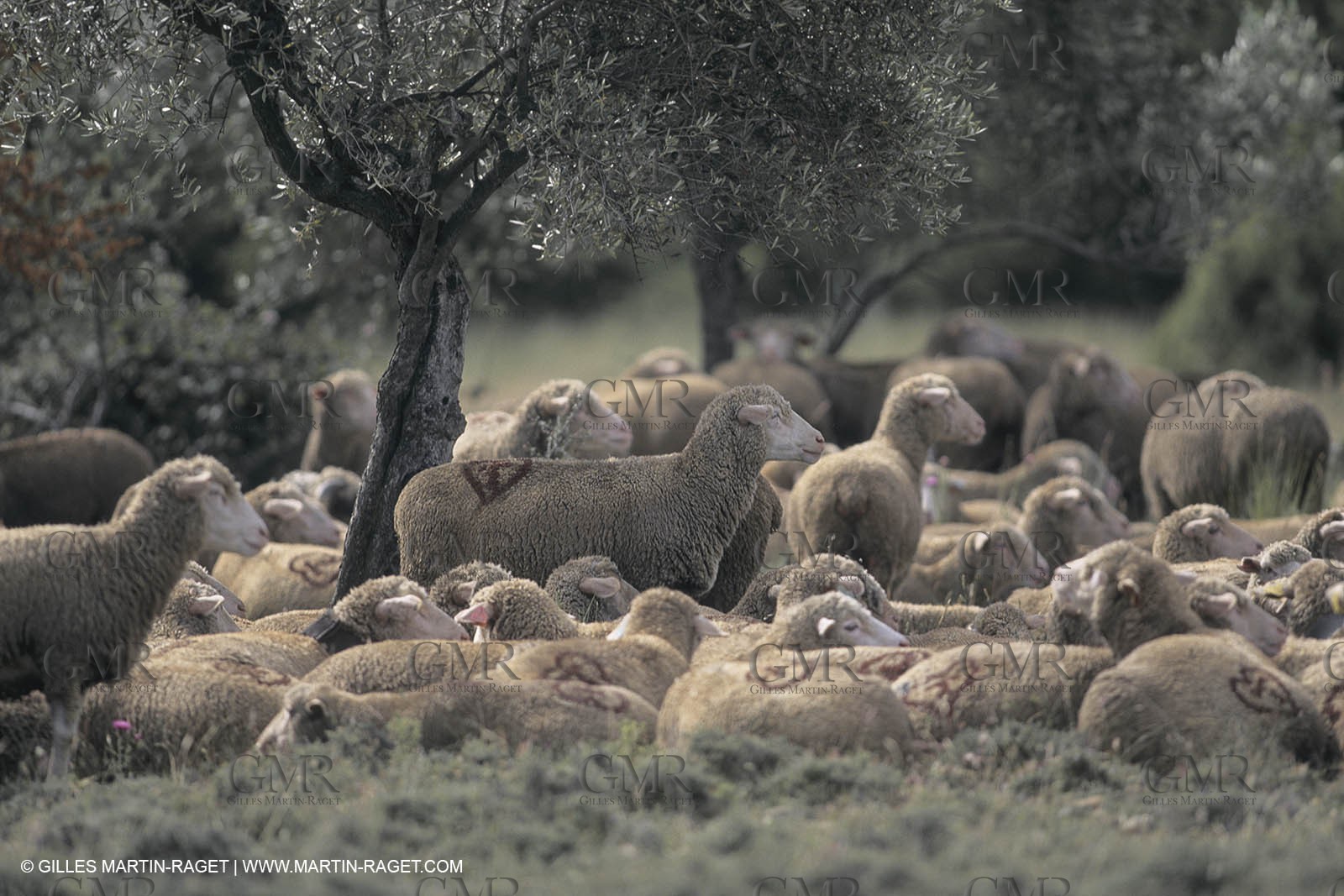 France, Provence, Moutons, bergers, élevage, transhumance