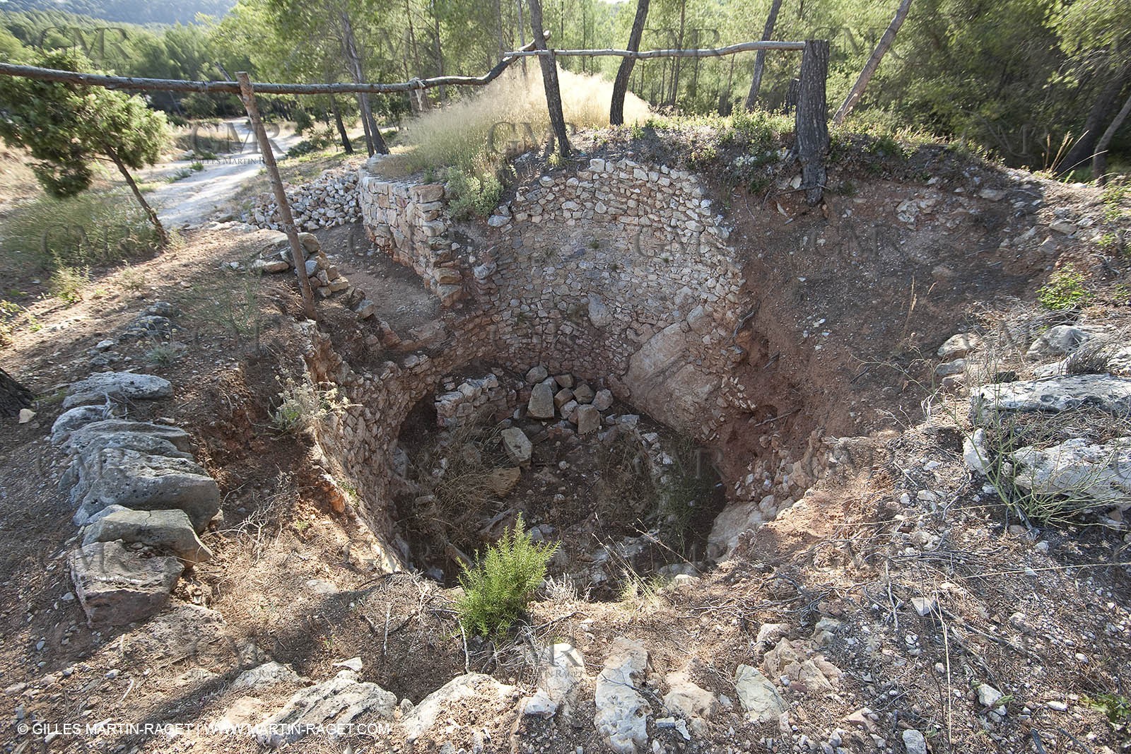 28 07 2009 - Sanary sur mer (FRA,83) -Olive trees garden
