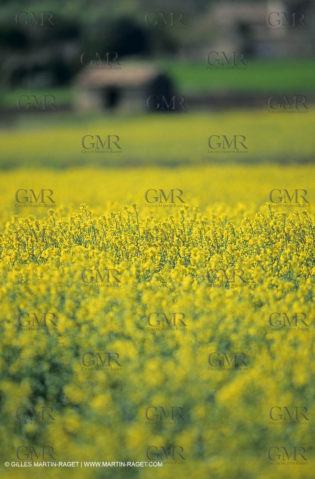 Alpilles (FRA,13), Rape fields