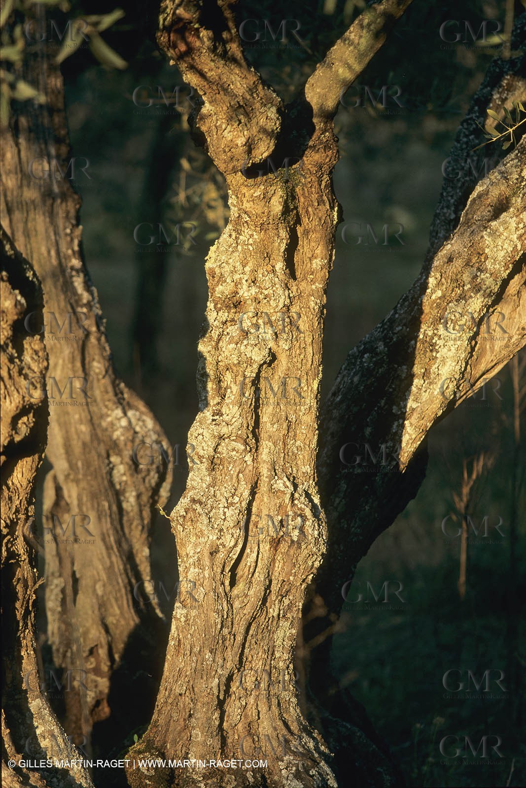 France, Provence, Bois d'olivier   olive tree wood