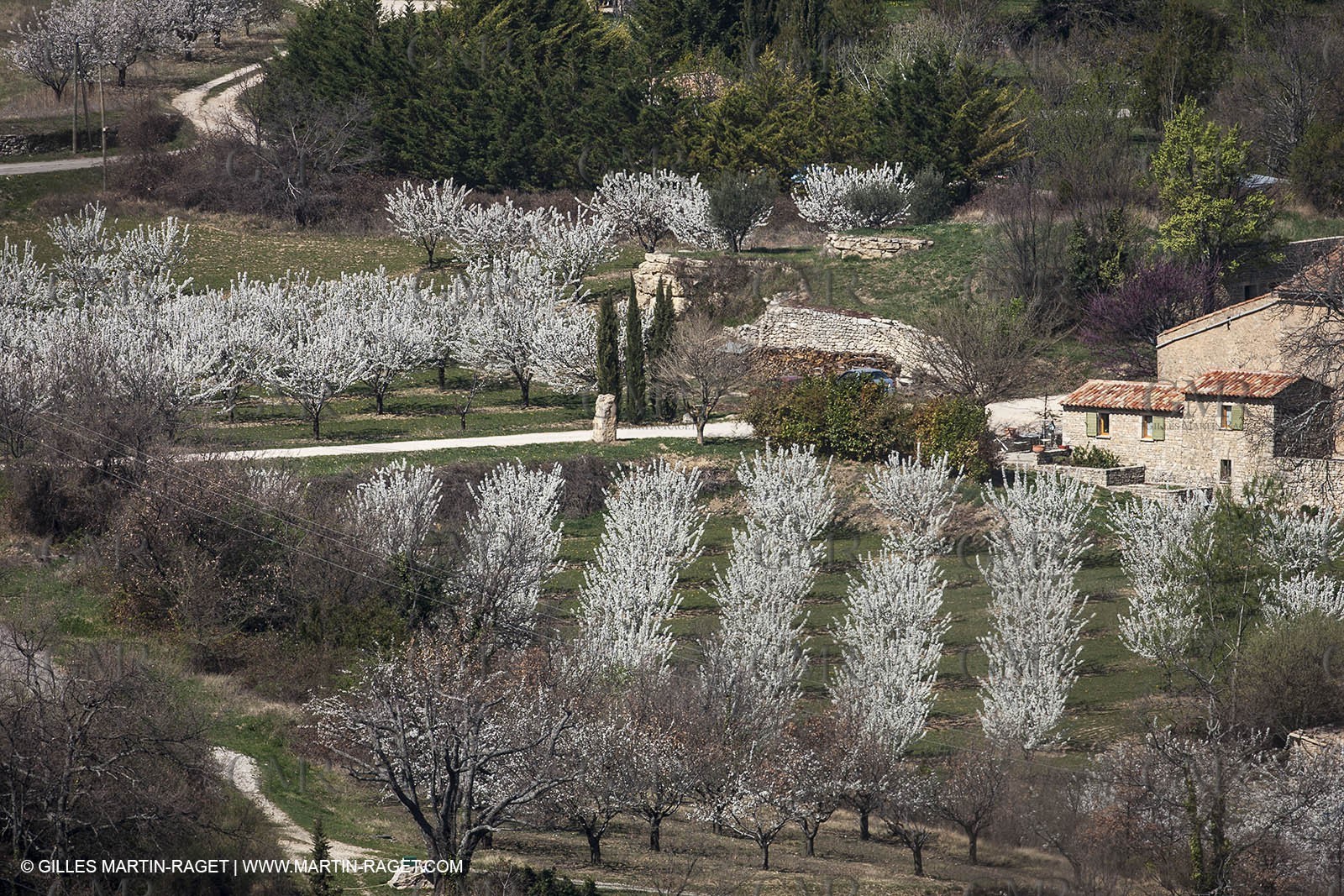 March 30th 2012 - Saint Saturnin les Apt (FRA, 84) - blooming cherry trees