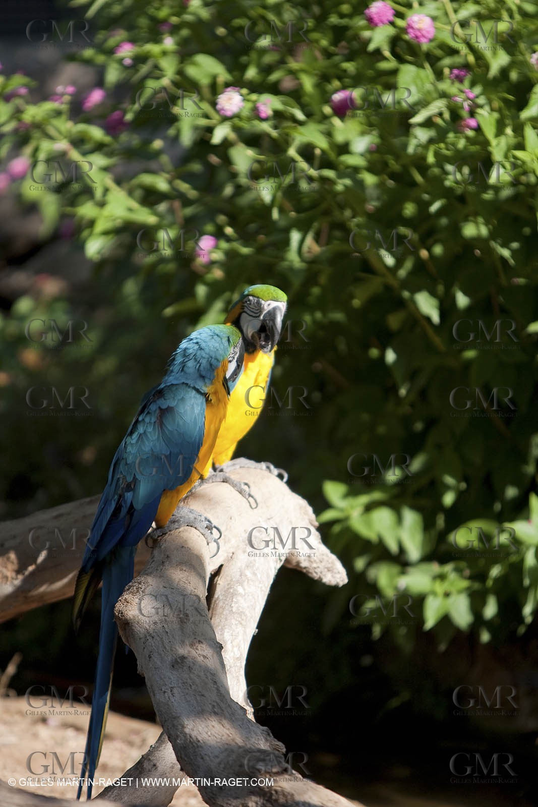 28 07 2009 - Sanary sur mer (FRA,83) - Zoo - Exotic garden