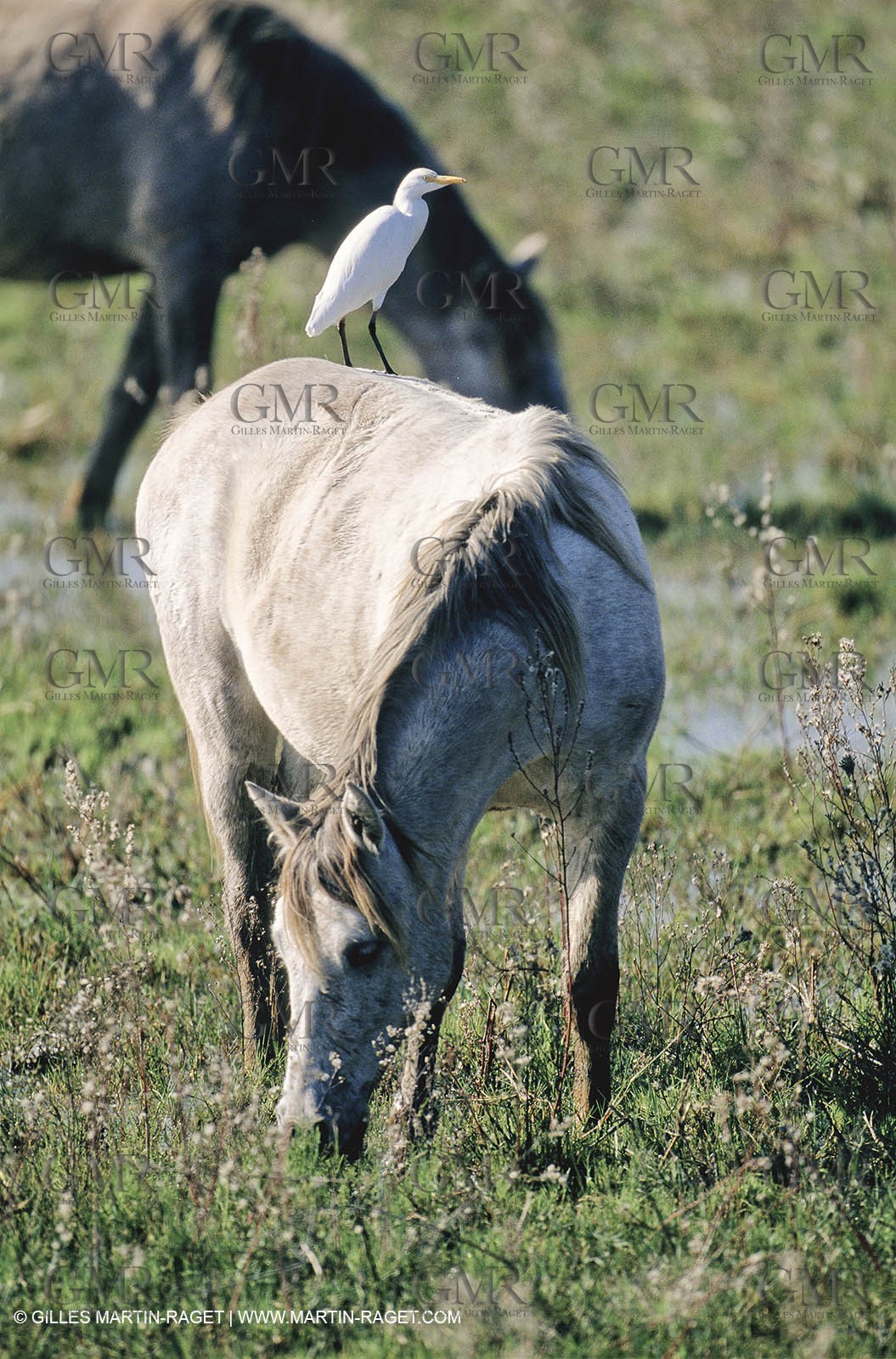 2000-2010- Arles - Les Saintes Maries de la mer (FRA,13) - Camargue horses