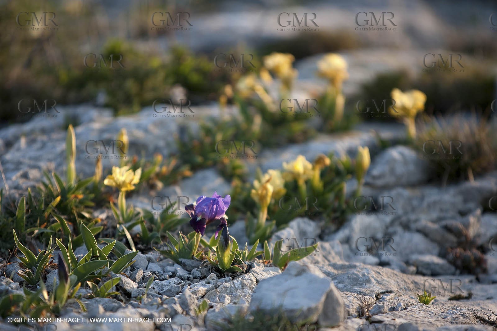 26 03 2009 - Marseille (FRA, 13) - Les Calanques - Plateau de l'Homme Mort