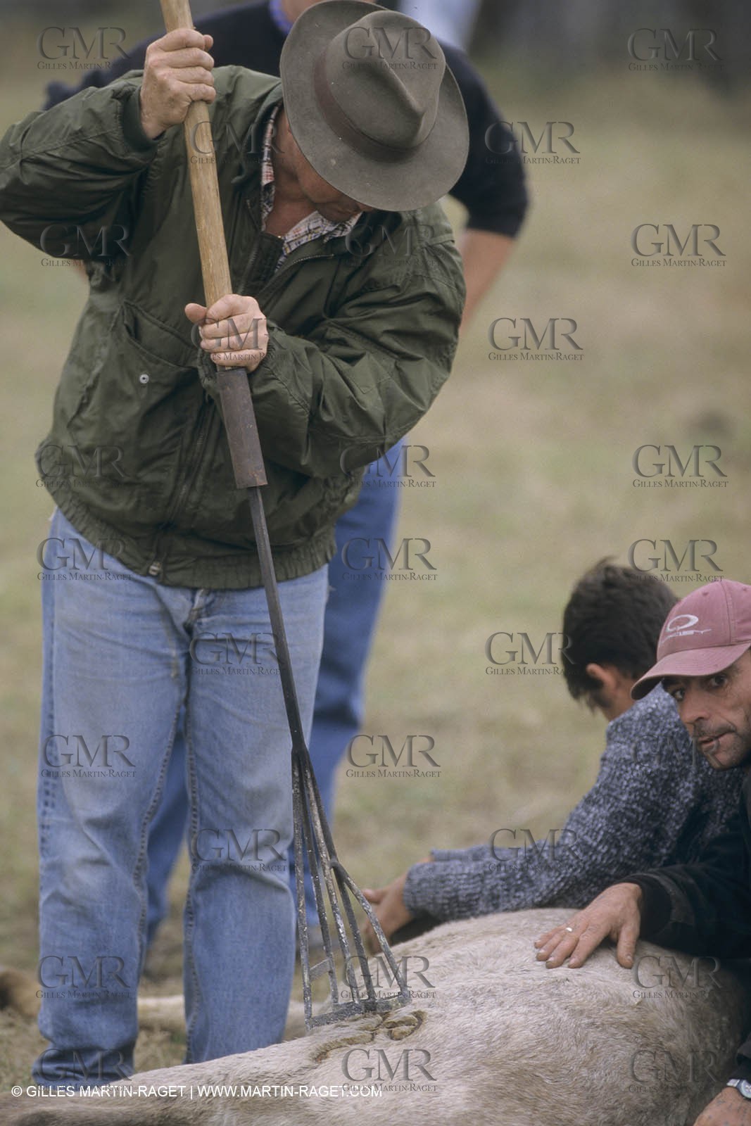 France, Provence, Camargue, Gardians de Camargue, métier, fêtes, élevage, tri
