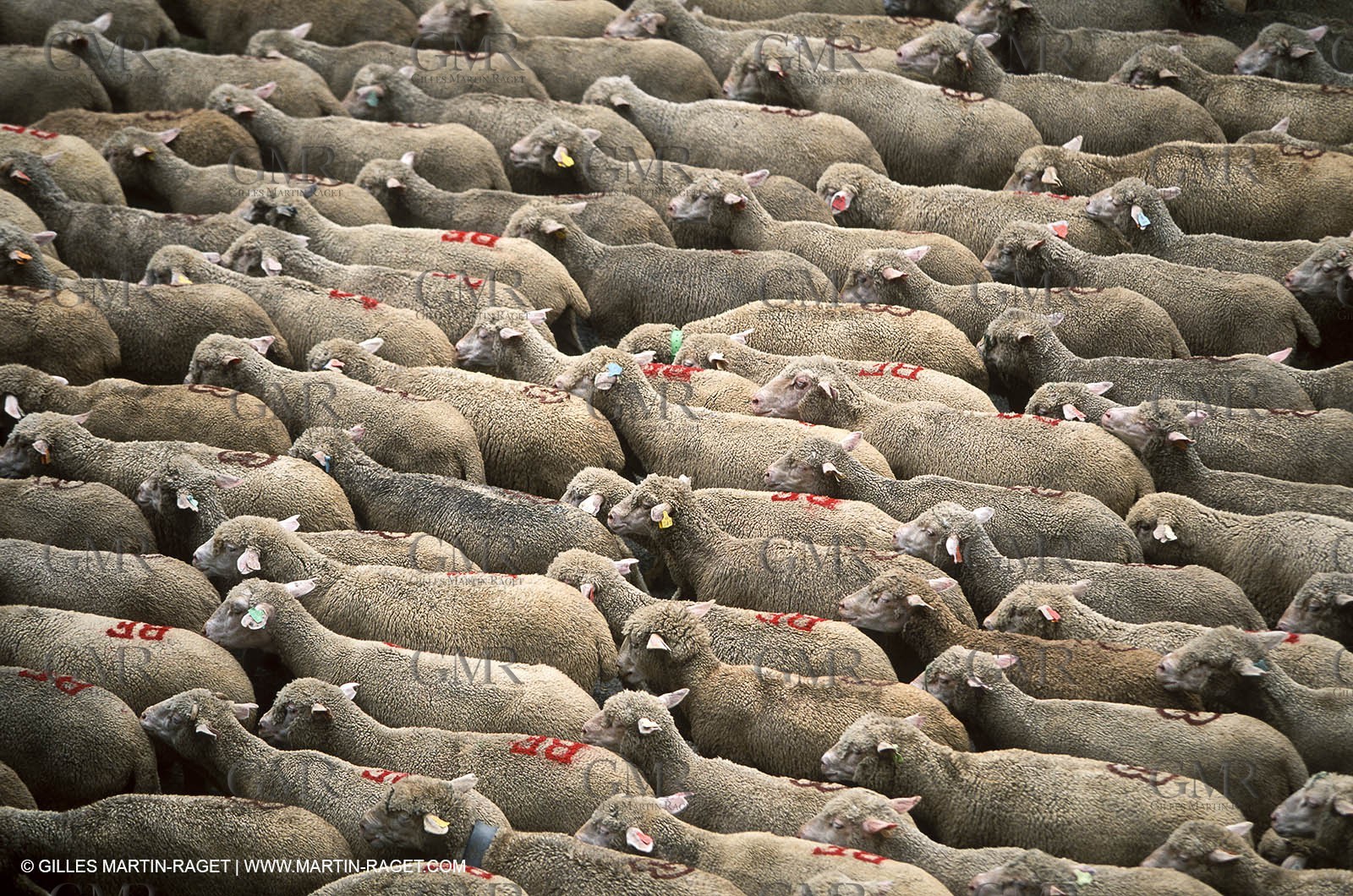 Saint Rémy de Provence (FRA,13) - Sheep stocks migration Fest