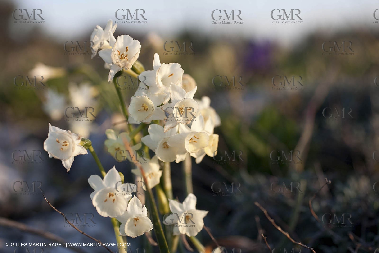 26 03 2009 - Marseille (FRA, 13) - Les Calanques - Plateau de l'Homme Mort