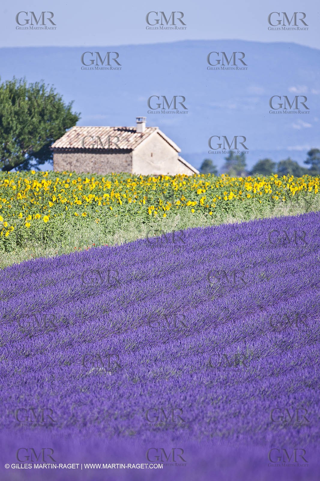 27 06 2011 - Valensole (FRA, 04) - Lavander fields