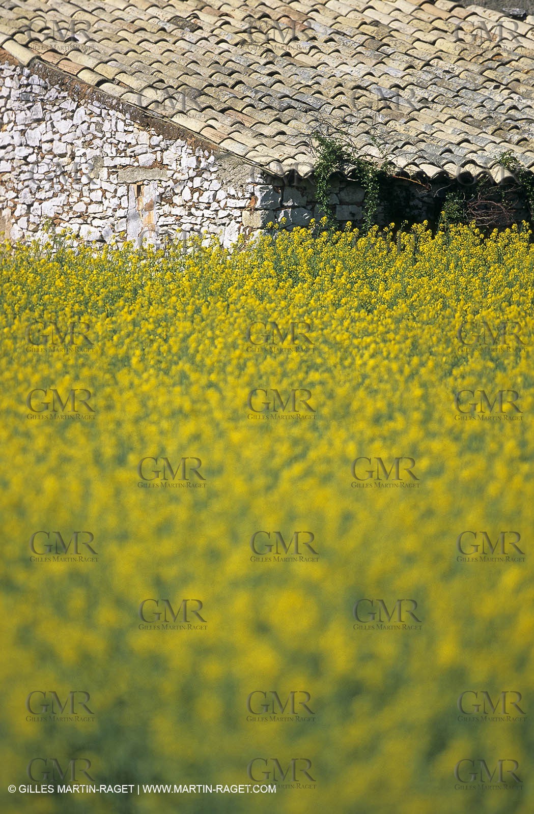 Alpilles (FRA,13), Rape fields
