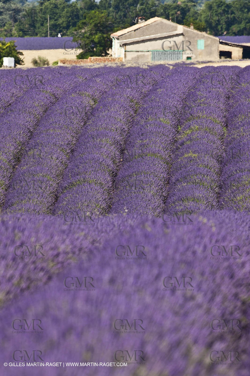27 06 2011 - Valensole (FRA, 04) - Lavander fields