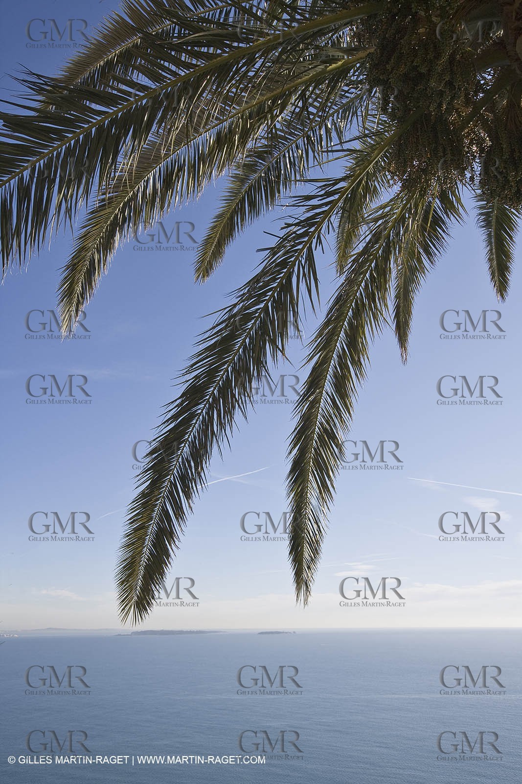 06 02 2008 - Théoule sur mer (FRA, 06) - Mimoses in full flower