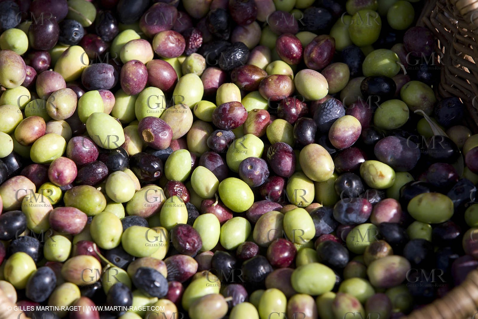 28 10 2007 - Saint Rémy de Provence (FRA, 13)- Olives harvest at  Vallon Raget
