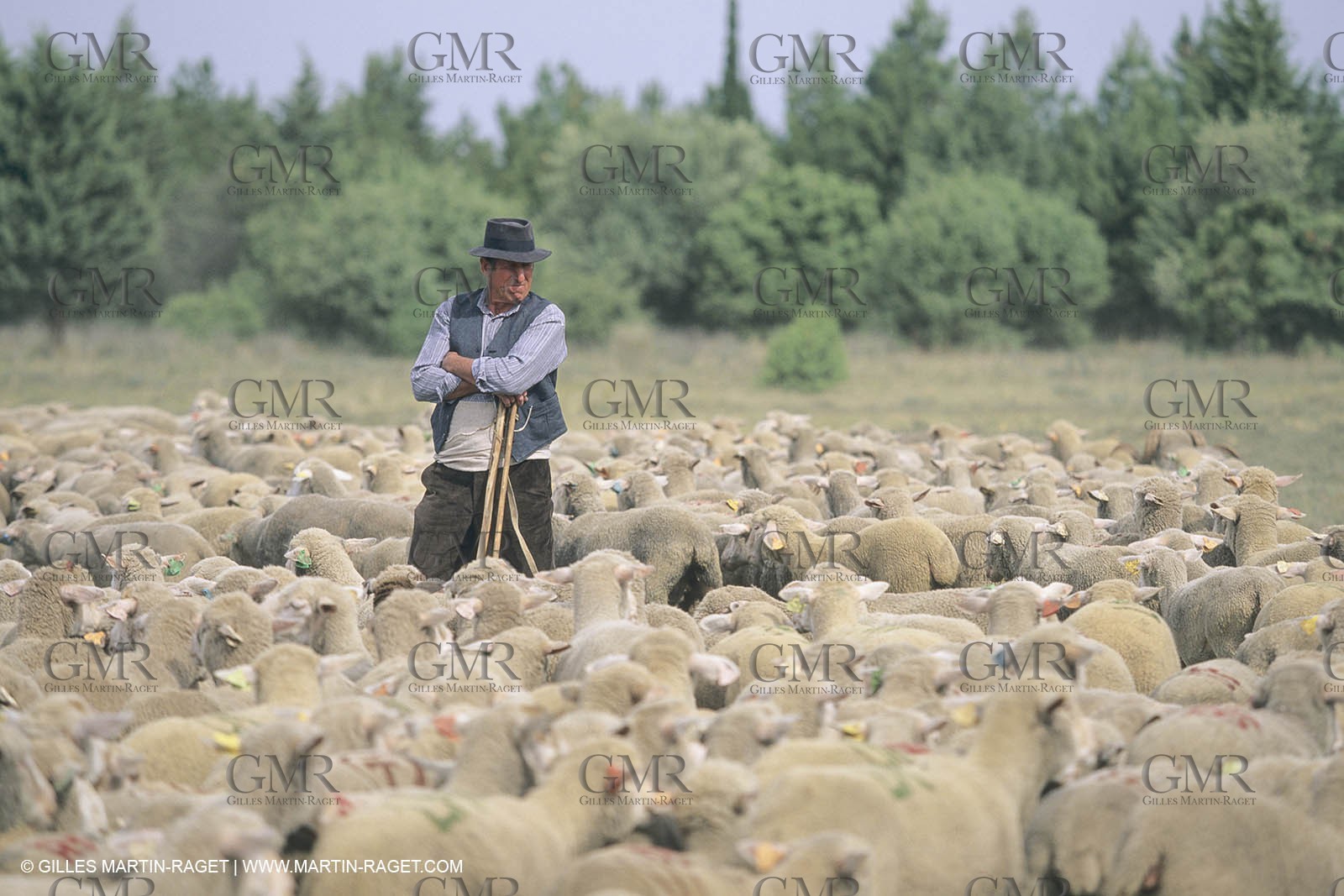 France, Provence, Moutons, bergers, élevage, transhumance