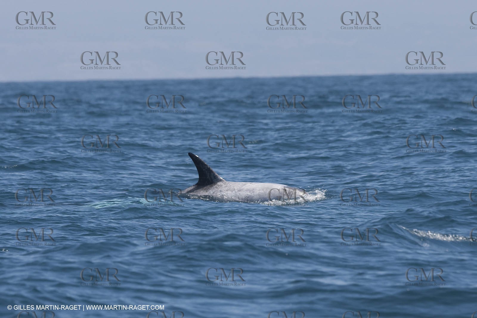 10 07 2009 - San Diego (USA,CA) -33rd America's Cup - BMW ORACLE Racing - First sea trials .of the newly modified BOR 90 trimaran