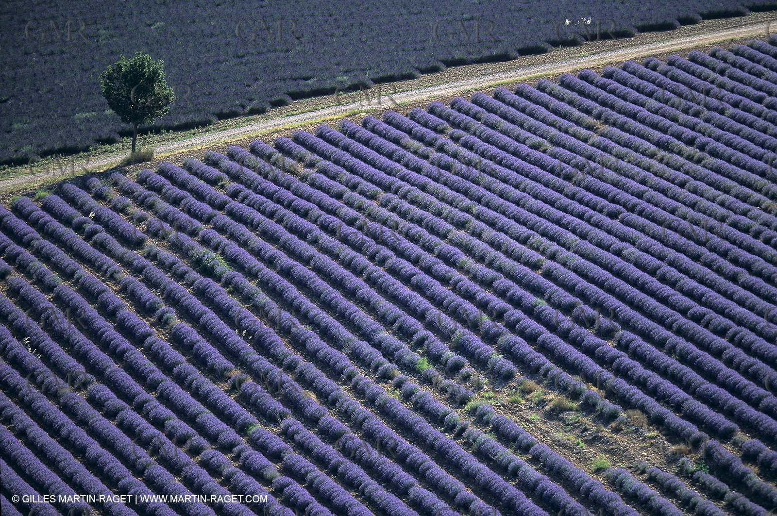 Lavander fields