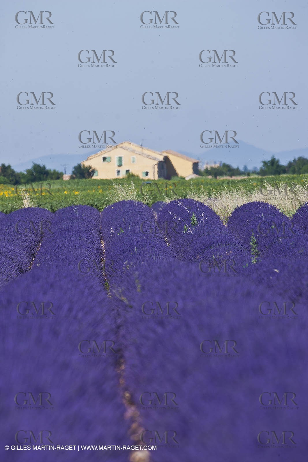 27 06 2011 - Valensole (FRA, 04) - Lavander fields