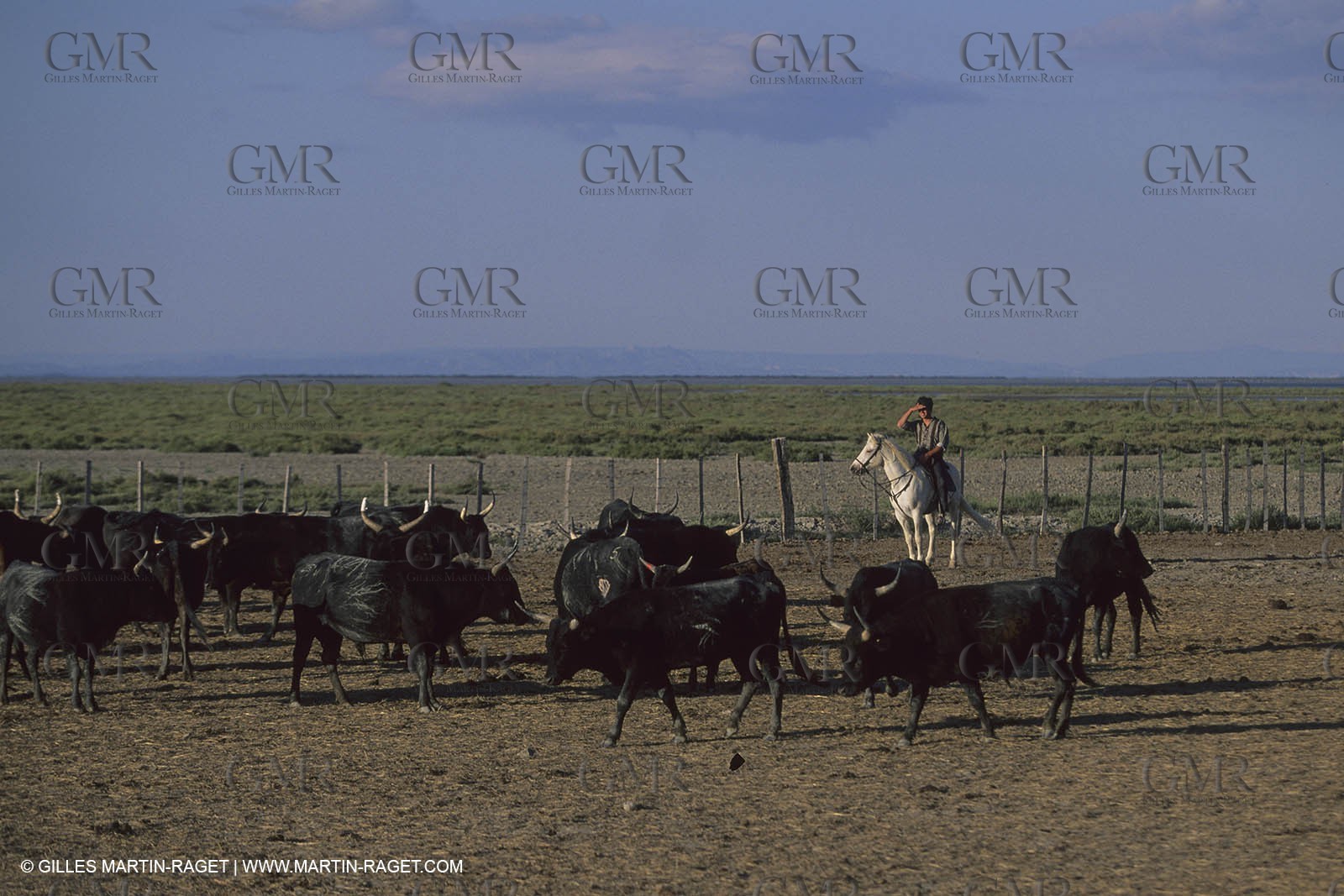 France, Provence, Camargue, Gardians de Camargue, métier, fêtes, élevage, tri