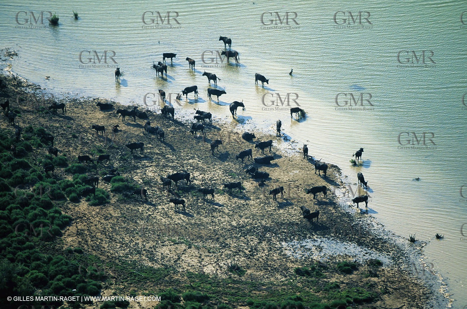 Bouches du Rhône, Camargue (FRA 13) - Camargue bulls