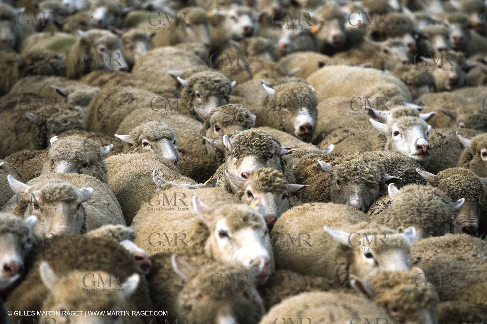 Saint Rémy de Provence (FRA,13) - Sheep stocks migration Fest