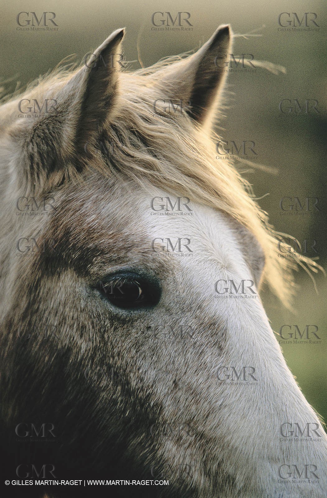 2000-2010- Arles - Les Saintes Maries de la mer (FRA,13) - Camargue horses