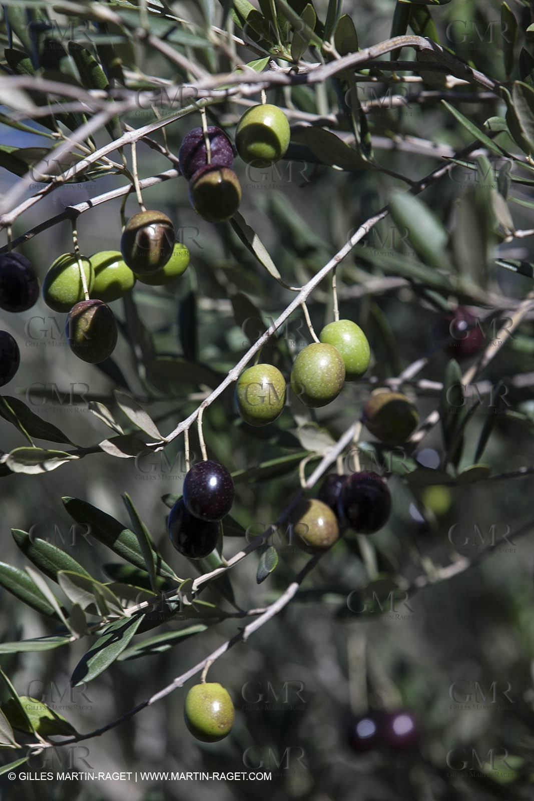 7 11 2012 - Saint Etienne du Grès (FRA,13, Alpilles) Olive harvest at Vallon Raget