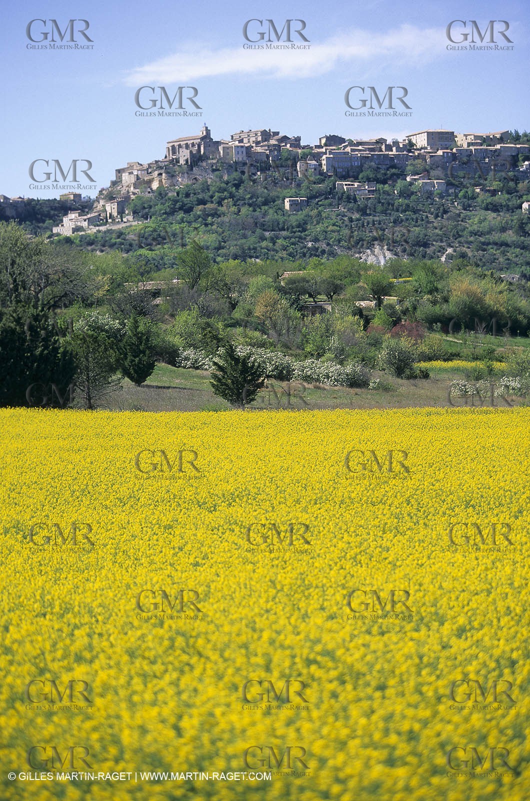Alpilles (FRA,13), Rape fields