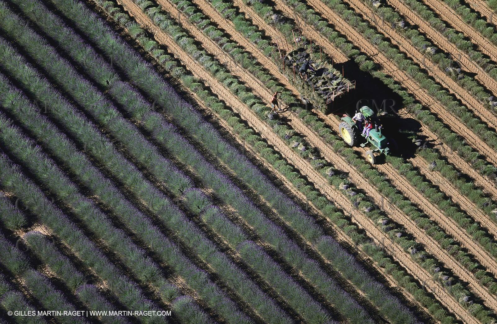 Juin 2005, Valensole (FRA,04) - Lavander fields