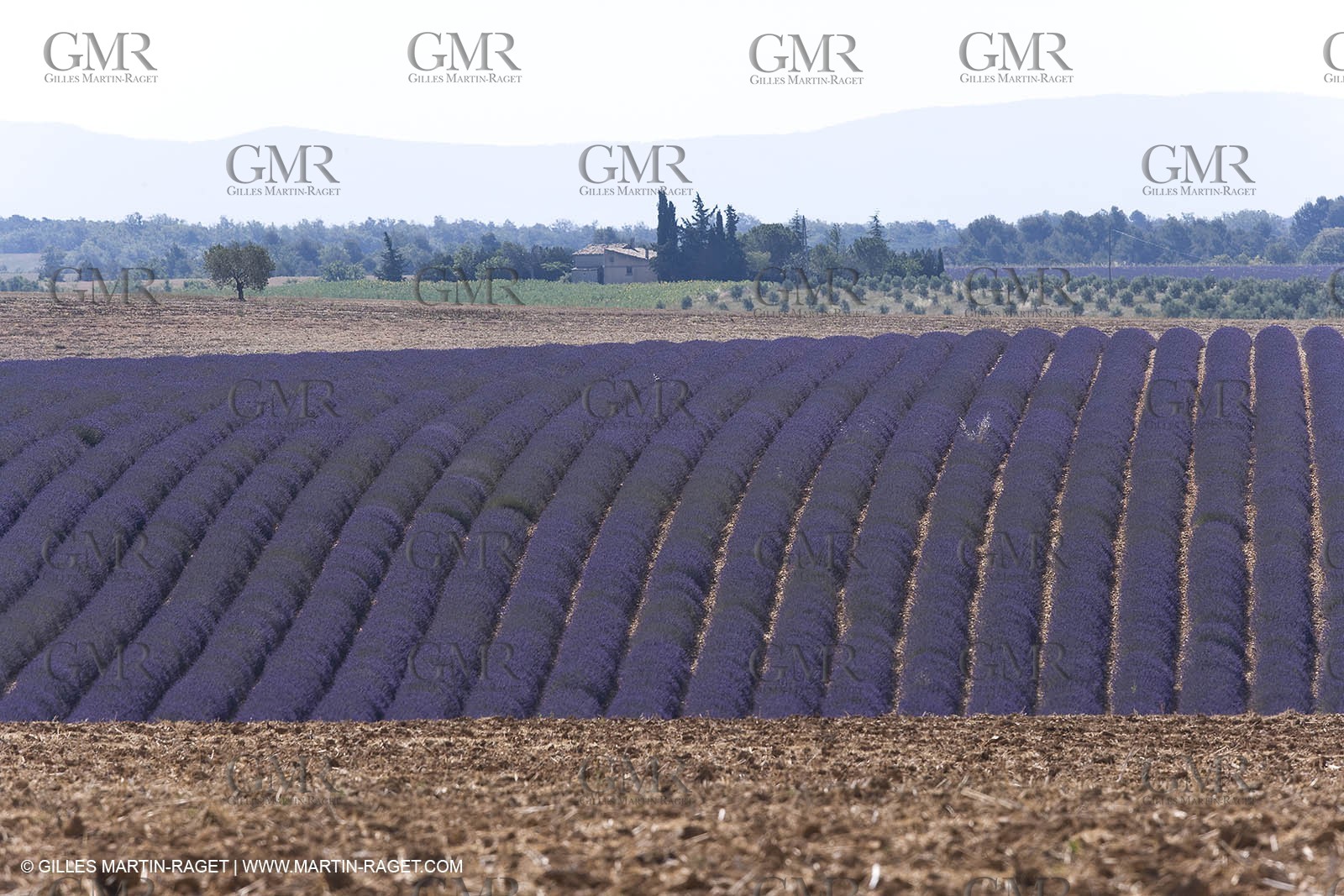 13 08 2007 - Valensole (04) - lavender fields on Valensole plateau
