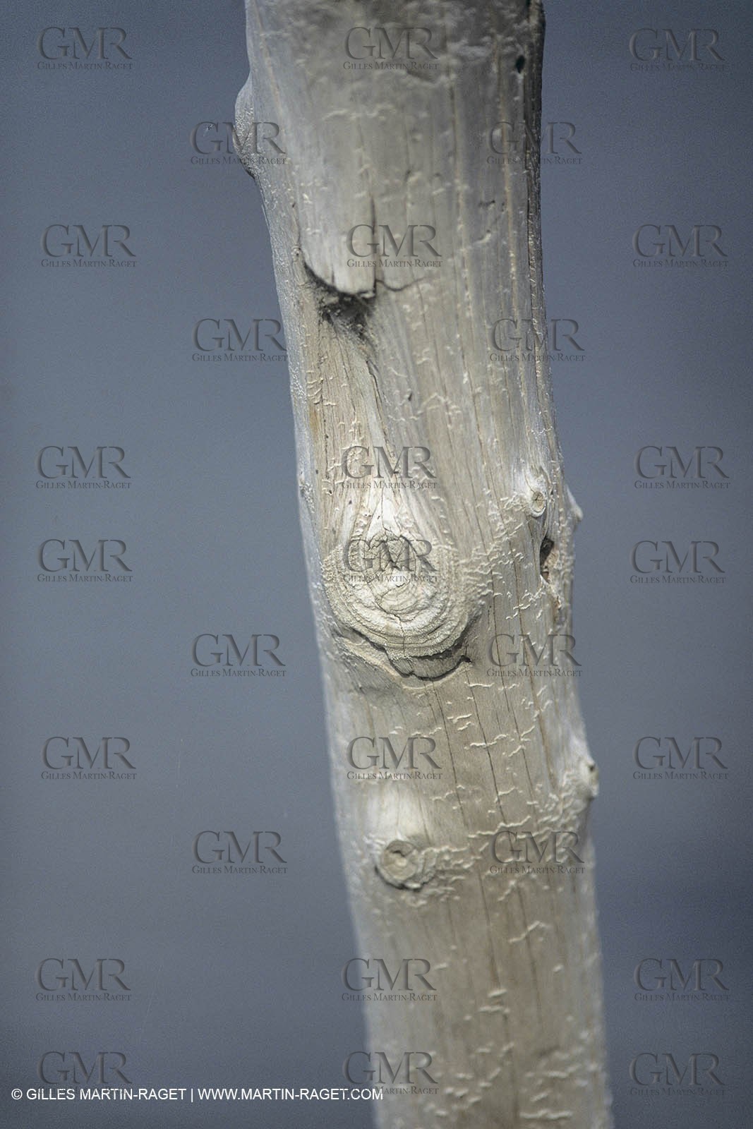 France, Provence, Camargue, Nature, plage, sable