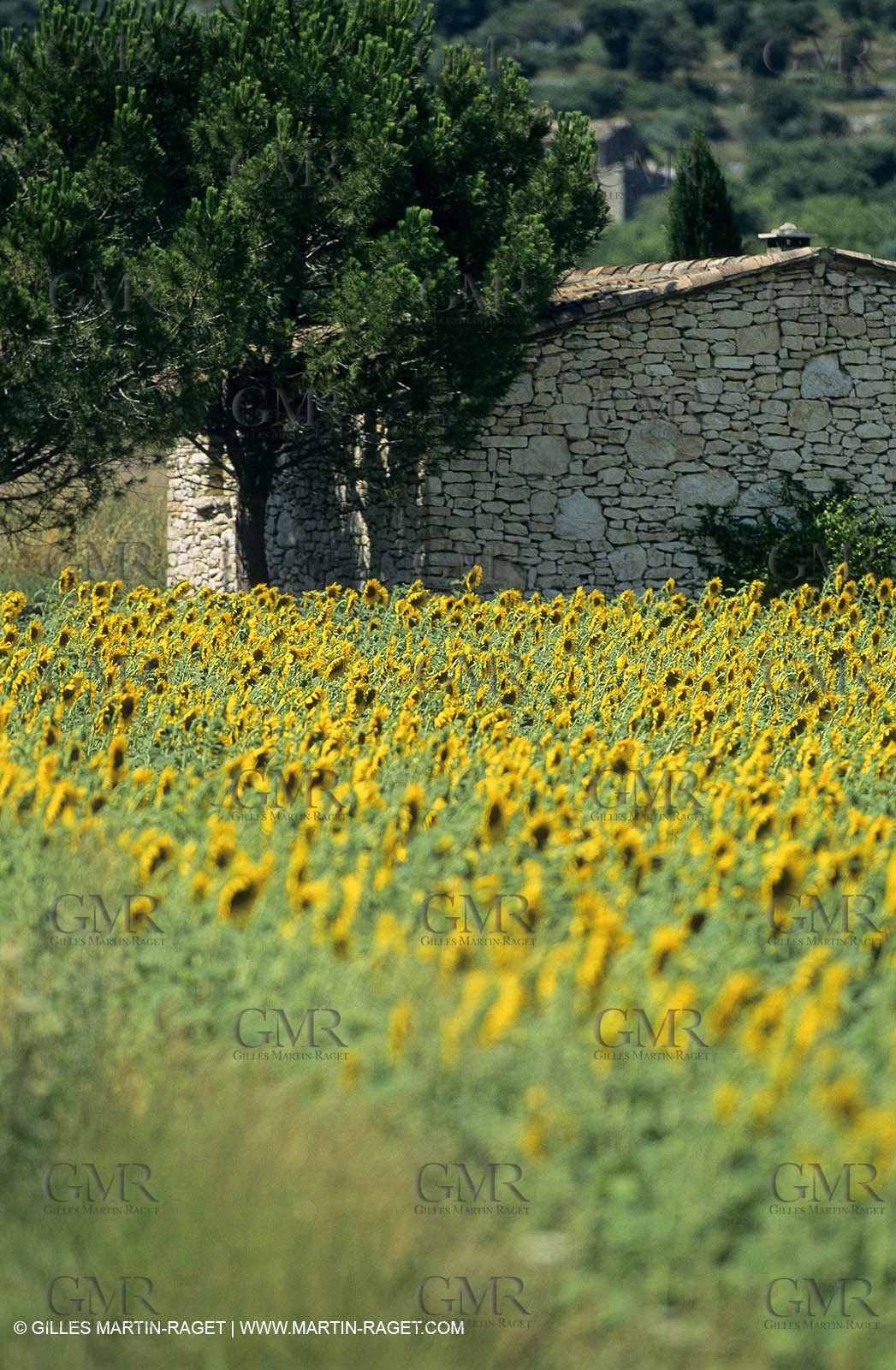 Luberon (FRA,84), Sunflower fields