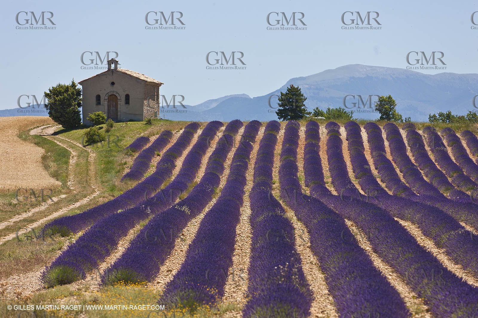 27 06 2011 - Entrevennes (FRA, 04) - Lavander fields