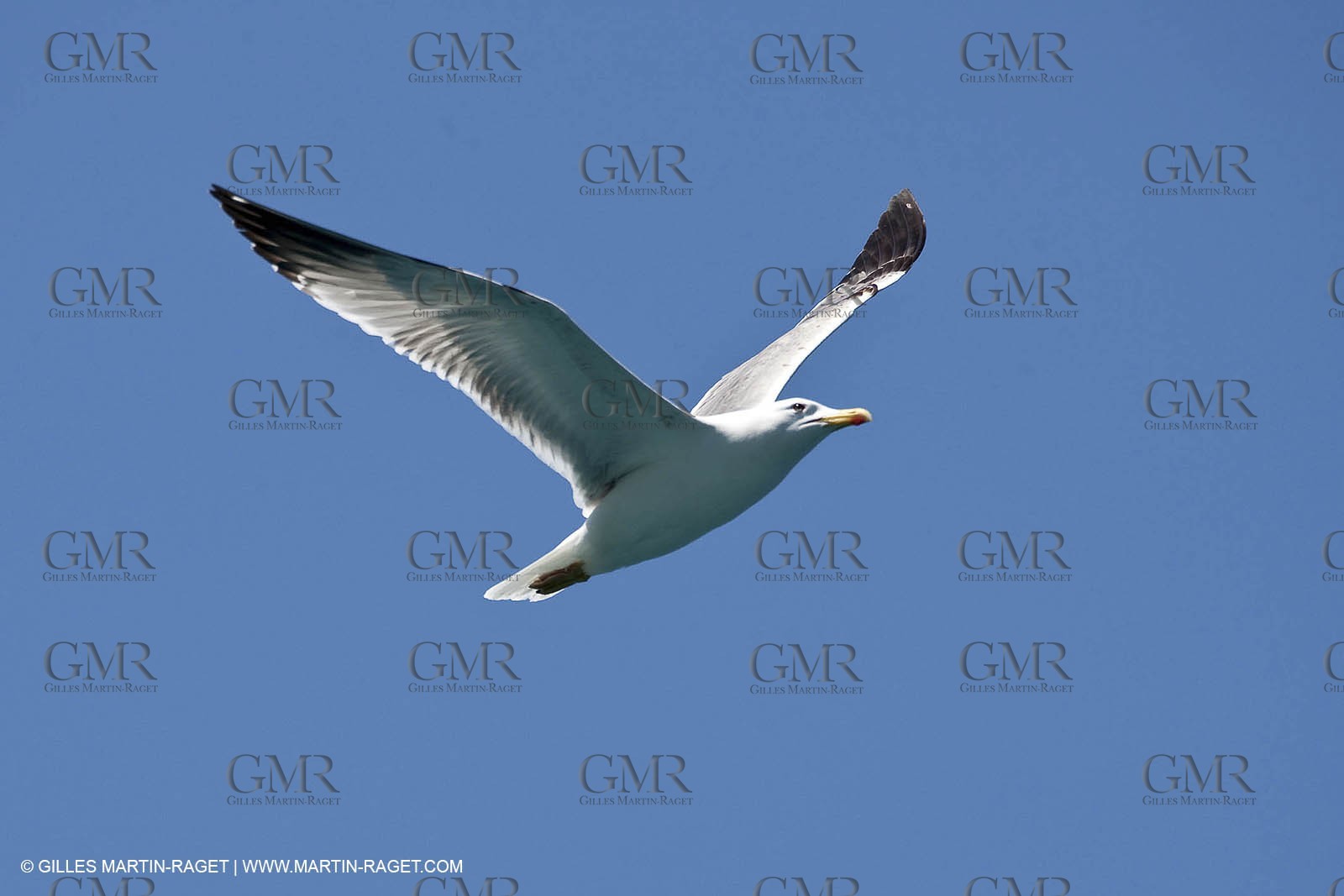 07 05 2009 - Marseille (FRA, 13) - Les Calanques - Riou