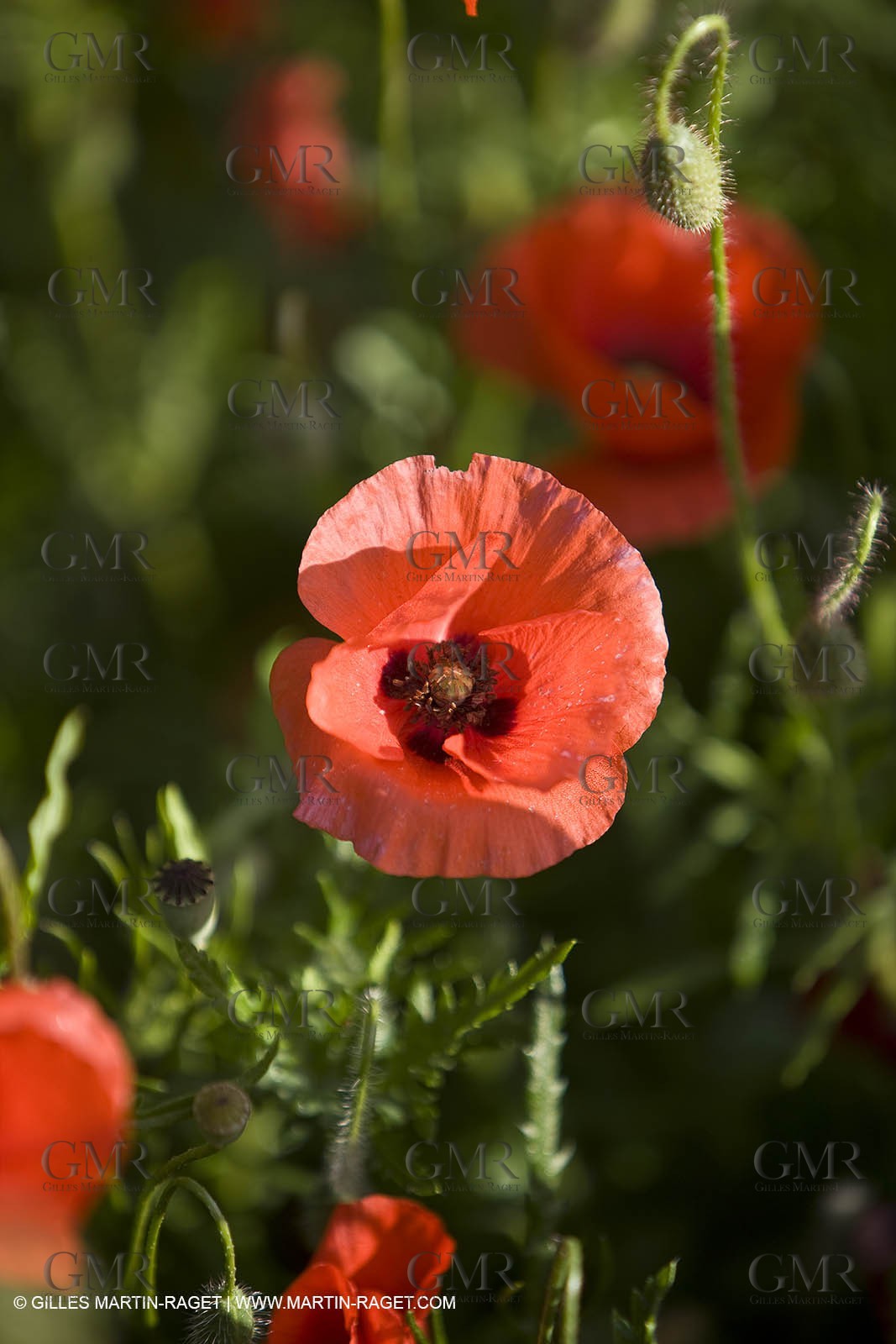 04 05 2008 - Saint Rémy de Provence (FRA, 13) - Alpilles hills landscapes