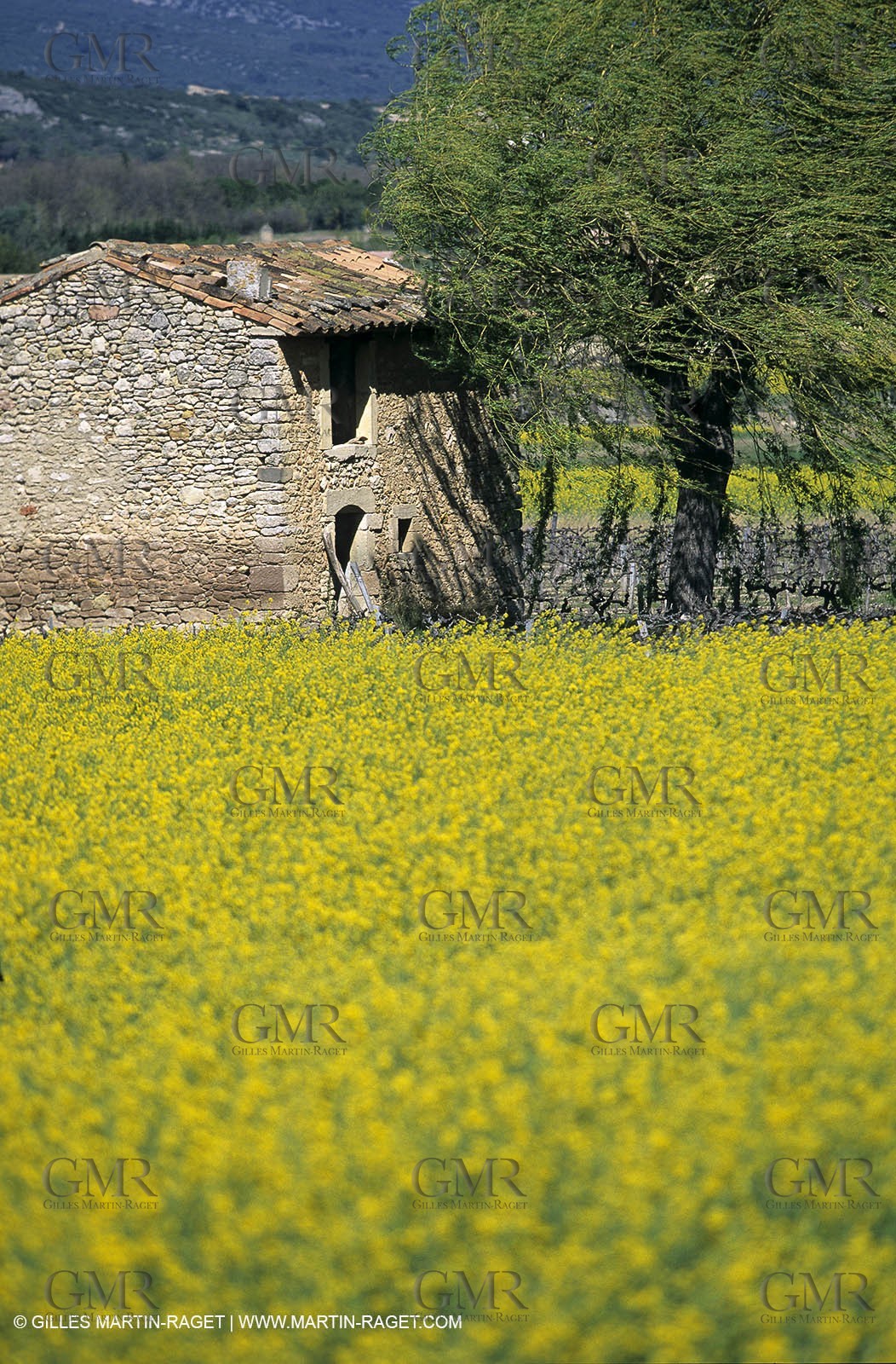 Alpilles (FRA,13), Rape fields