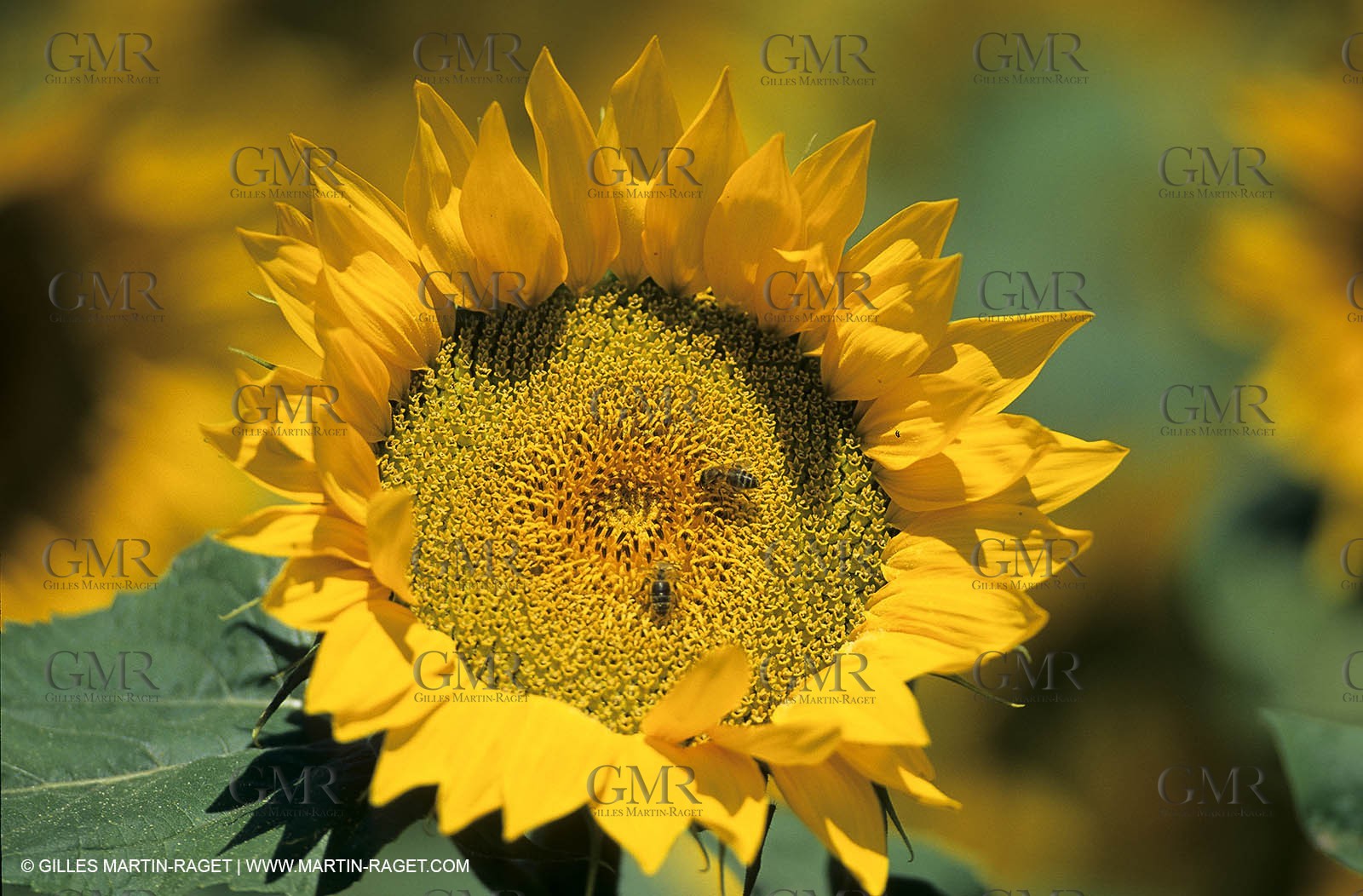 Luberon (FRA,84), Sunflower fields