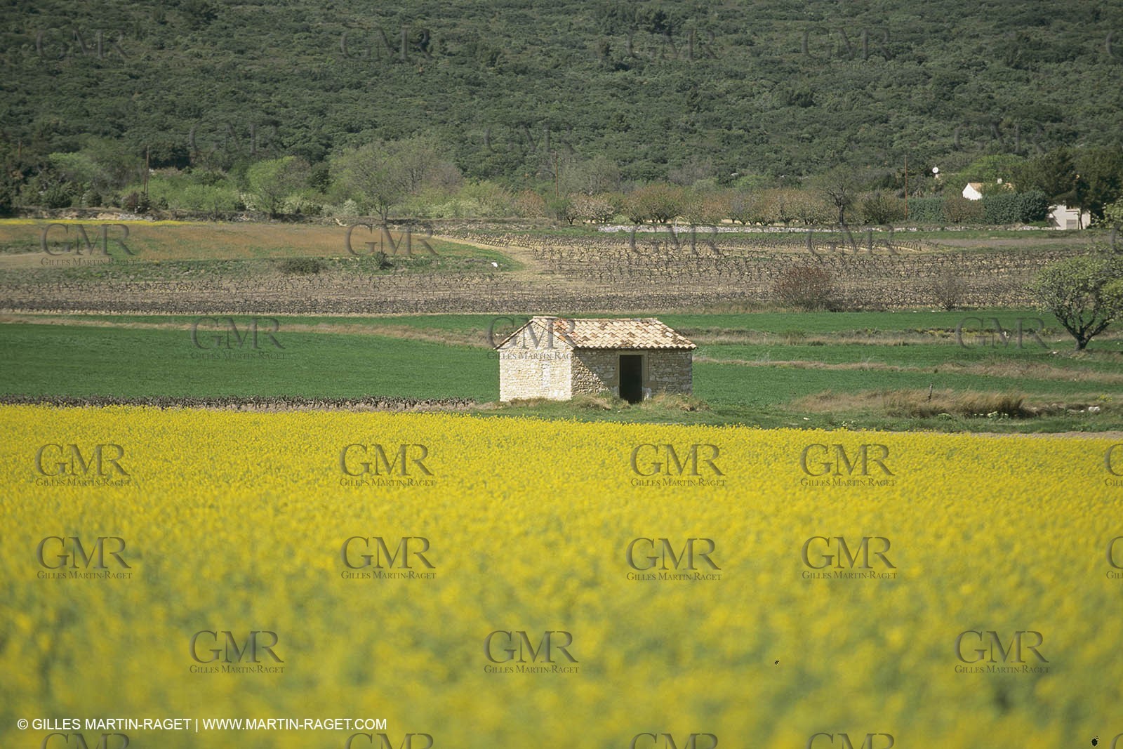 France, Provence, champs de Colza