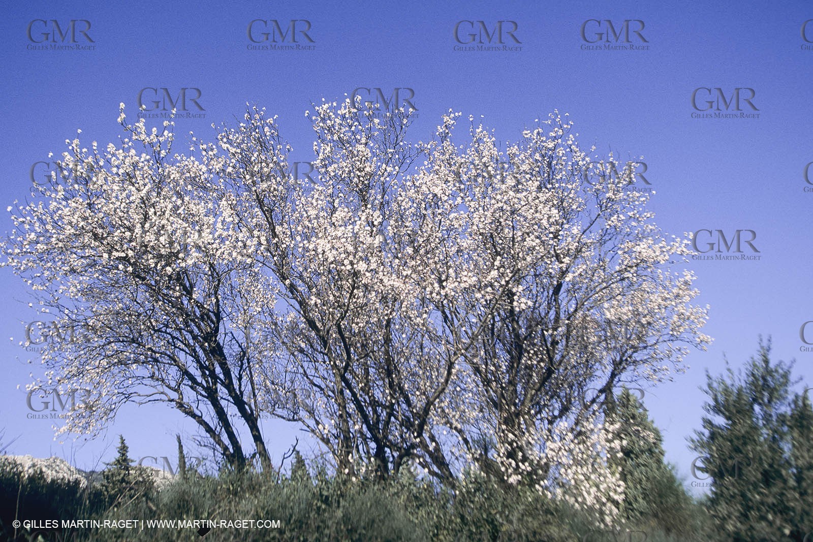 France, Provence, Les Alpilles