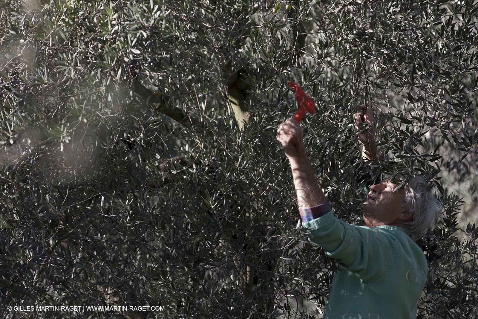 7 11 2012 - Saint Etienne du Grès (FRA,13, Alpilles) Olive harvest at Vallon Raget