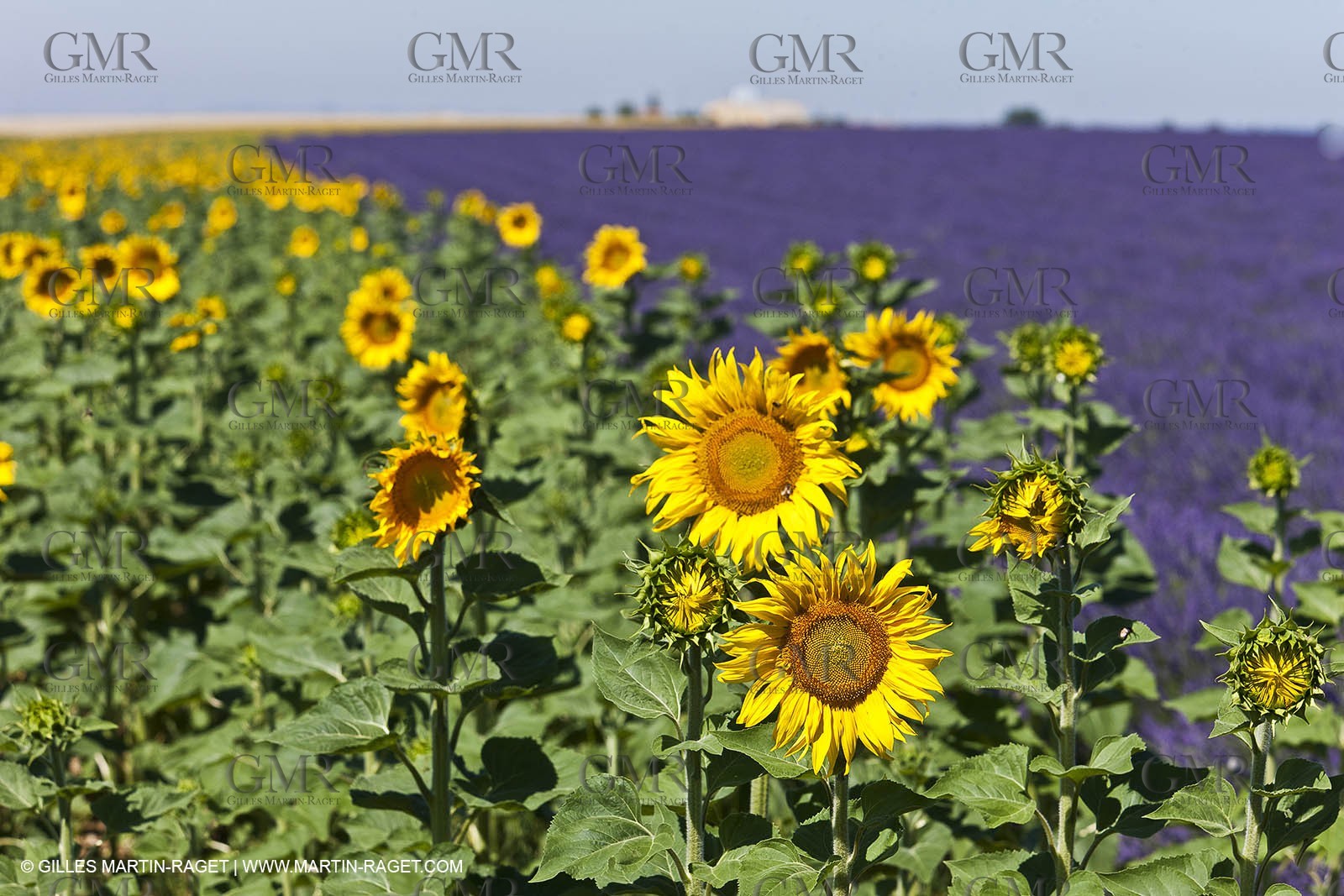 27 06 2011 - Valensole (FRA, 04) - Lavander fields