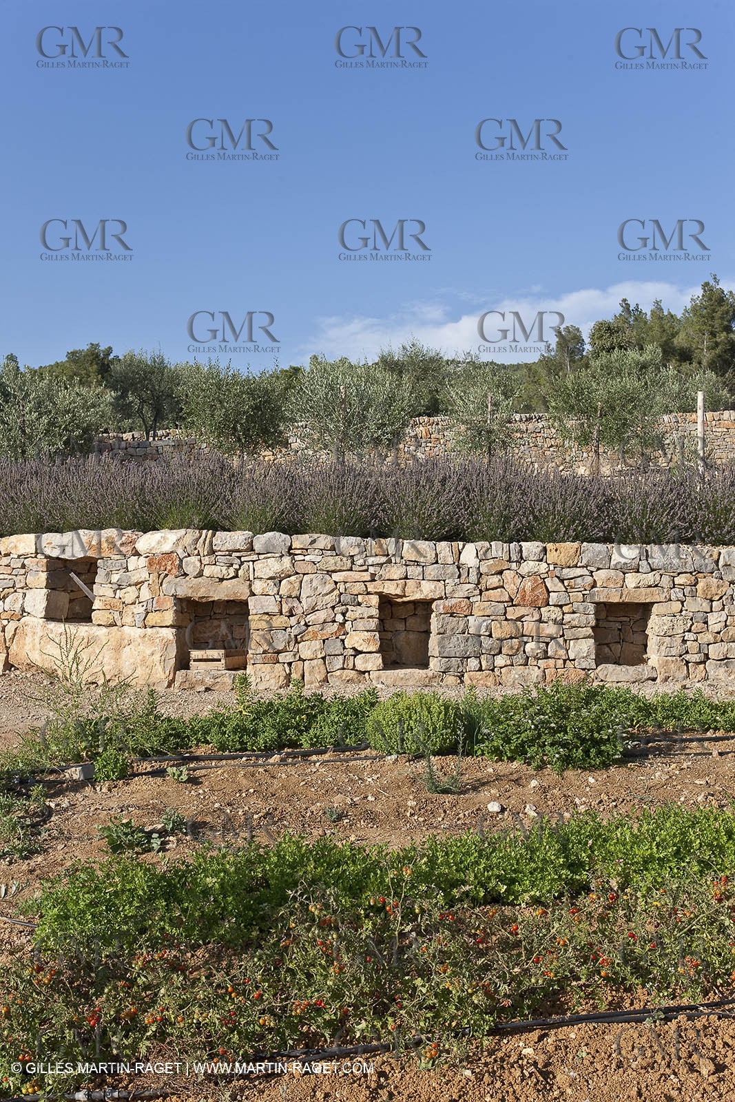 28 07 2009 - Sanary sur mer (FRA,83) -Olive trees garden