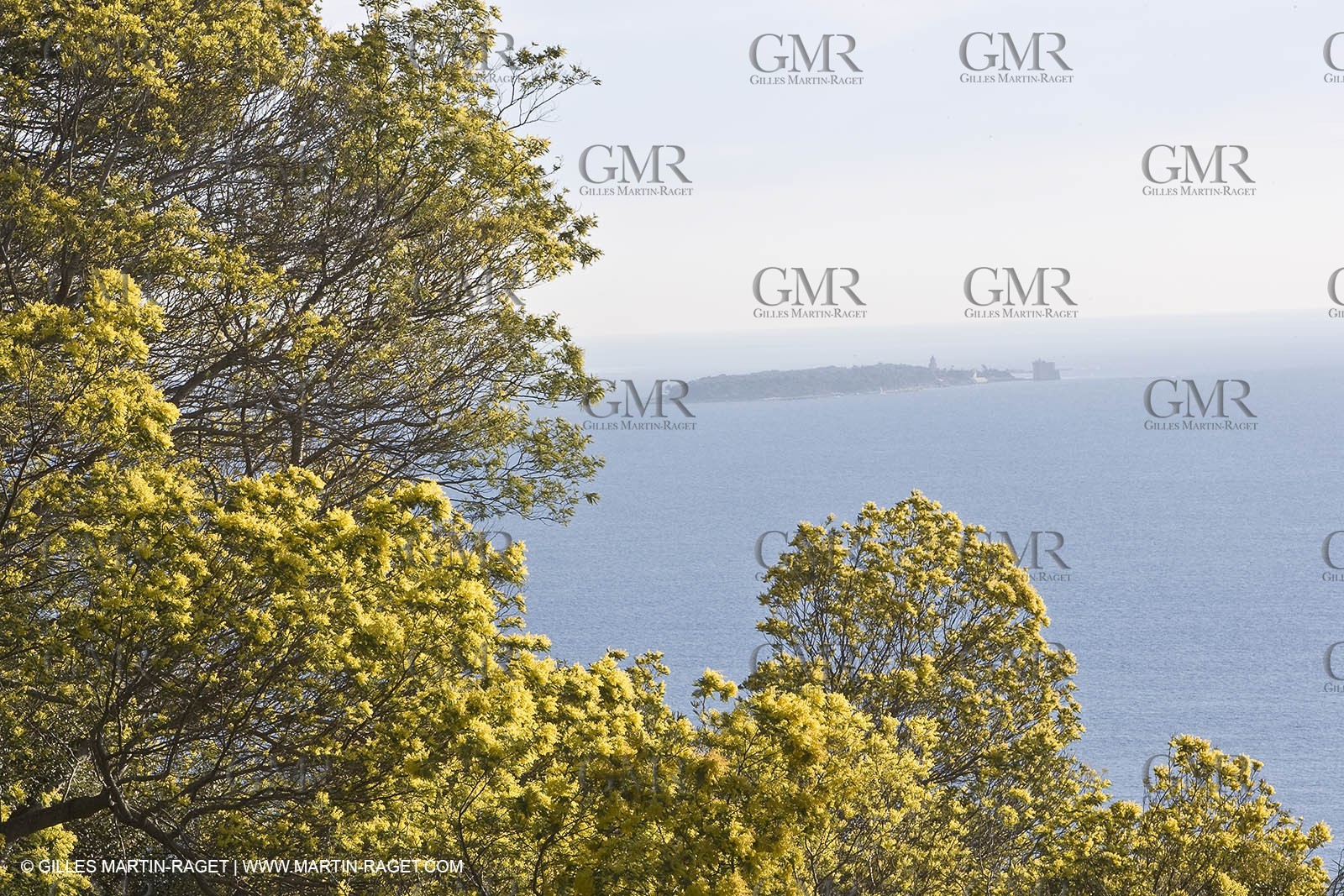 06 02 2008 - Théoule sur mer (FRA, 06) - Mimoses in full flower