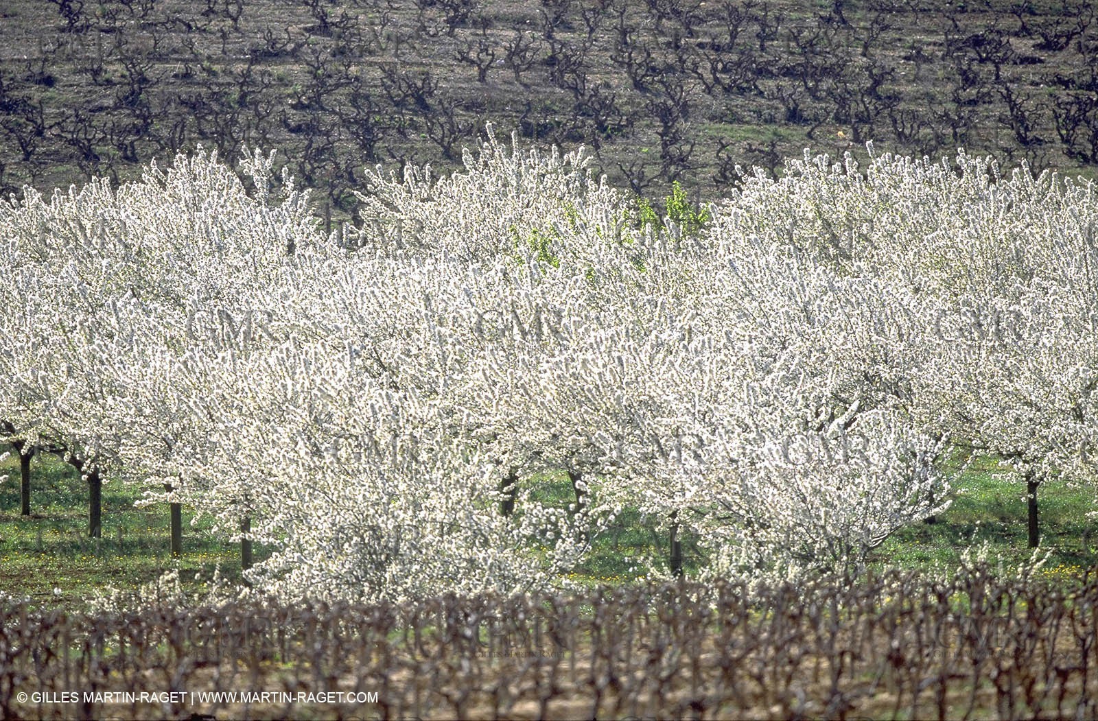 Cherry trees fields in spring