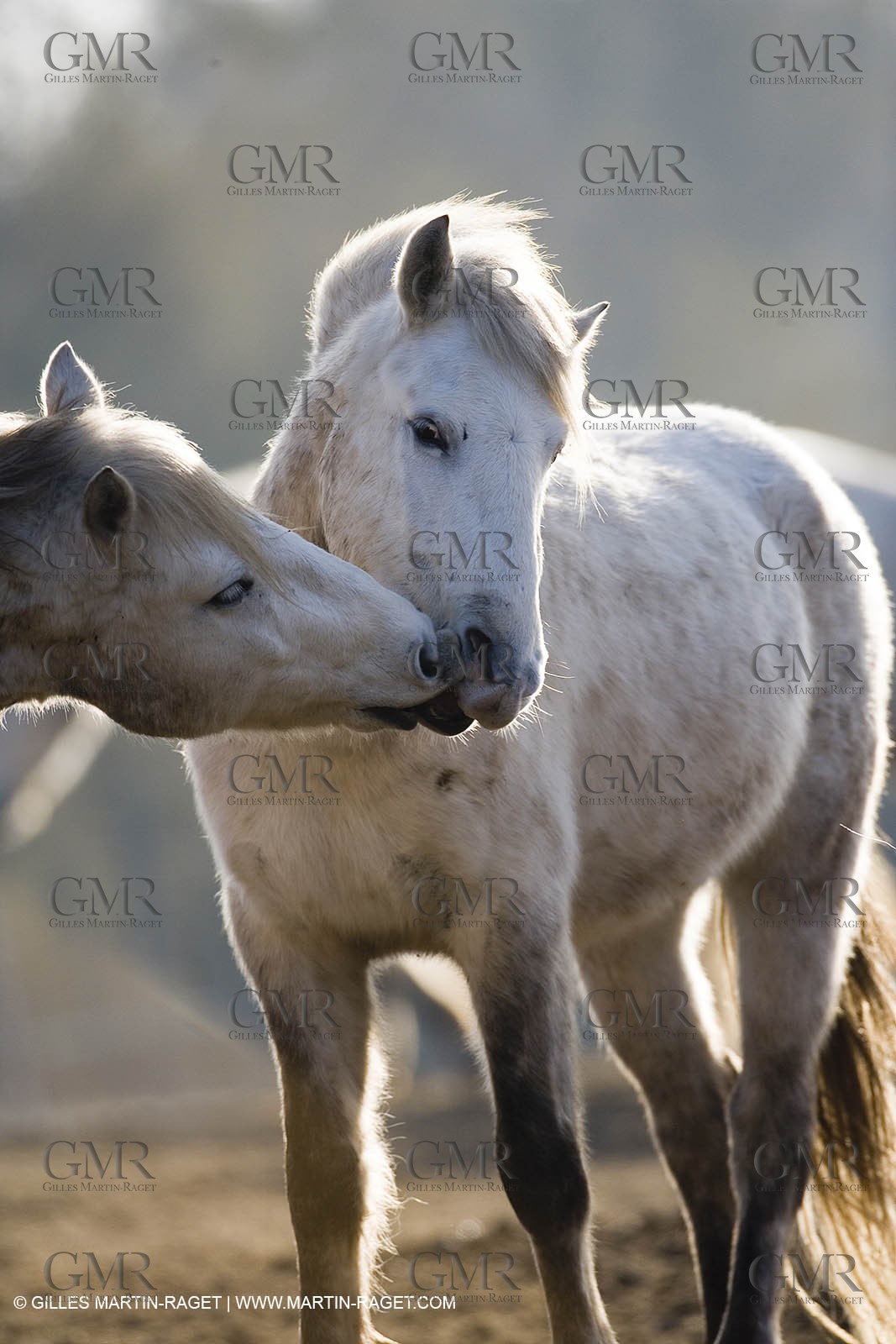 23 12 2006 - Saintes Maries de la Mer - Camargue horses